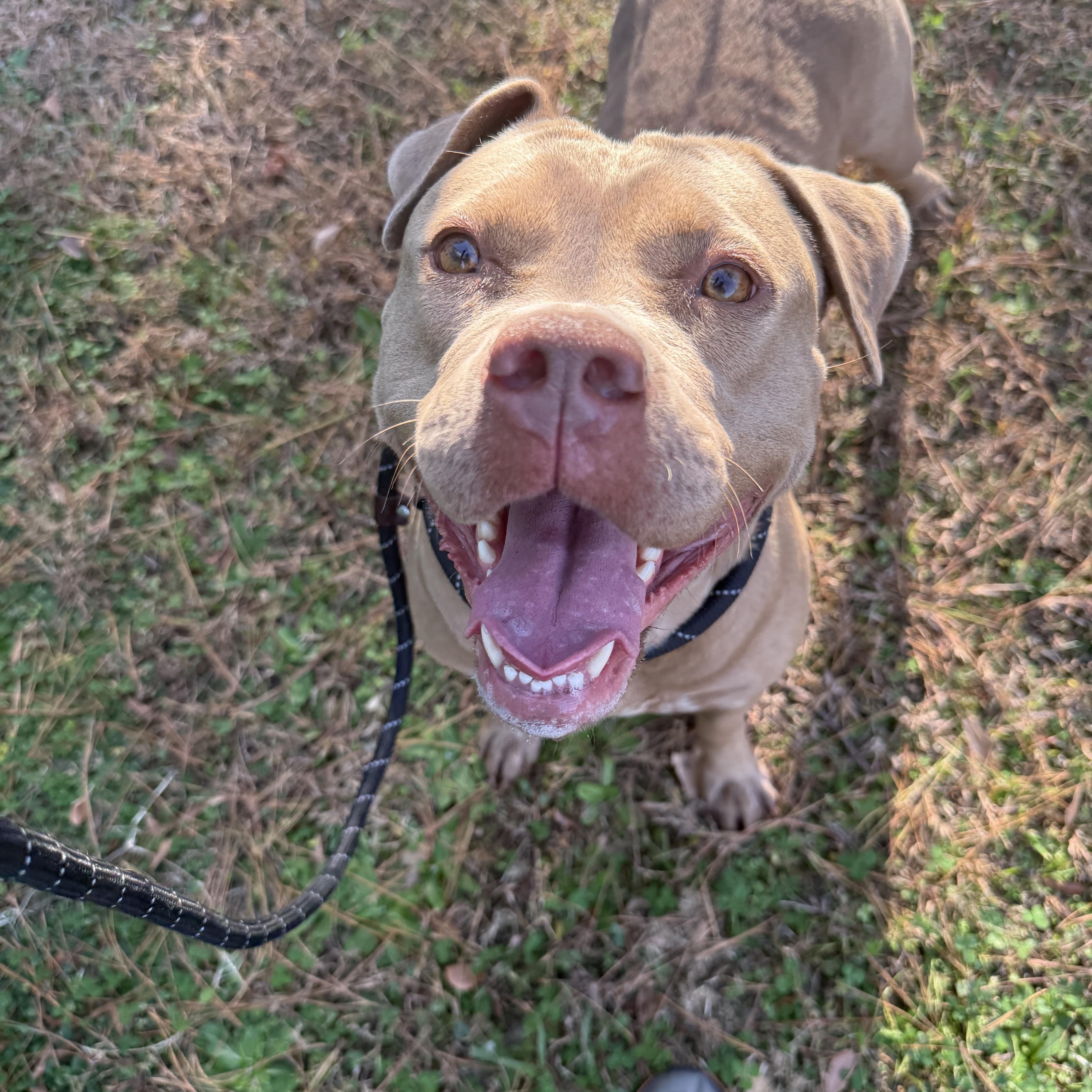 Vivian, a Adoptable mixed breed in Lancaster, SC image 2/6