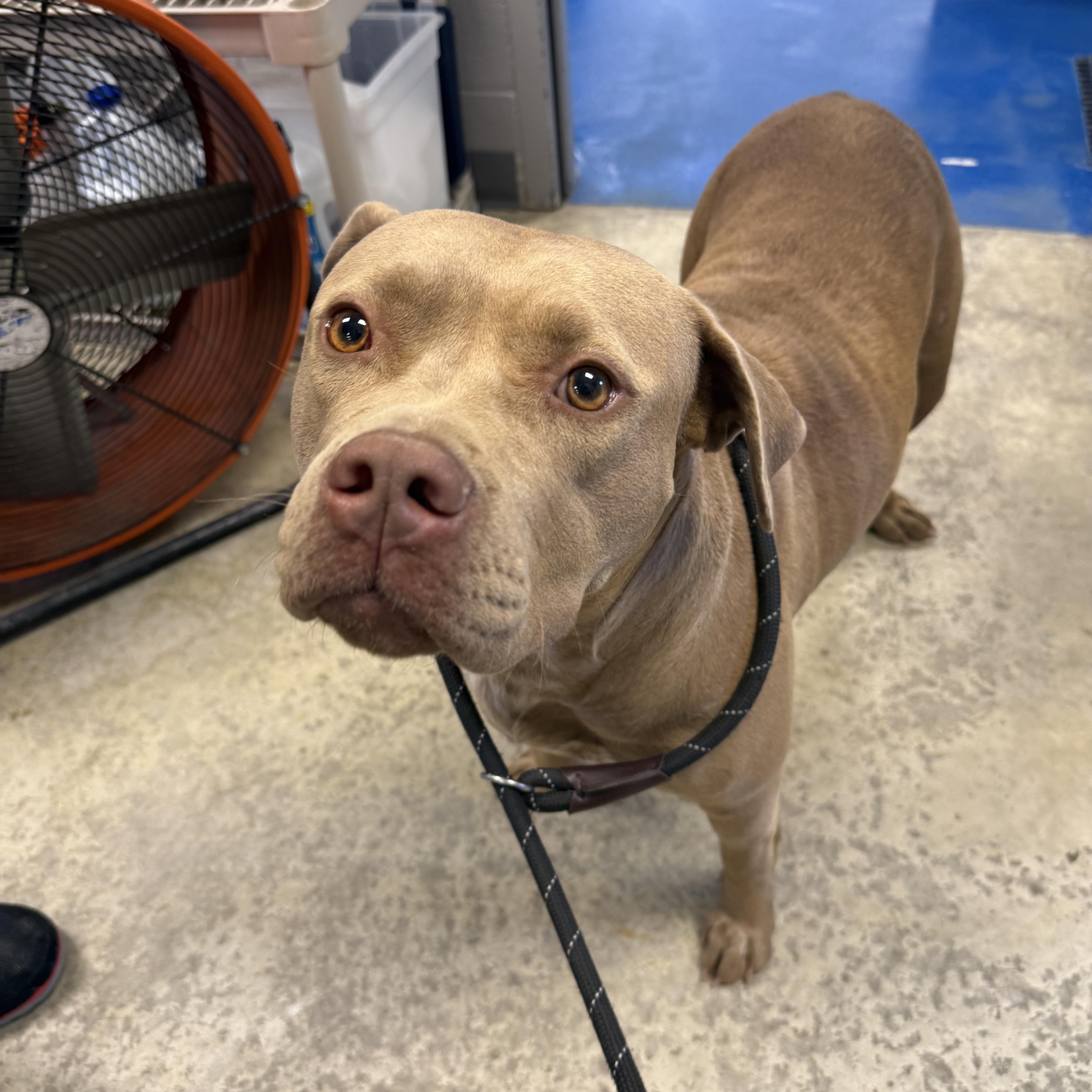 Vivian, a Adoptable mixed breed in Lancaster, SC image 6/6