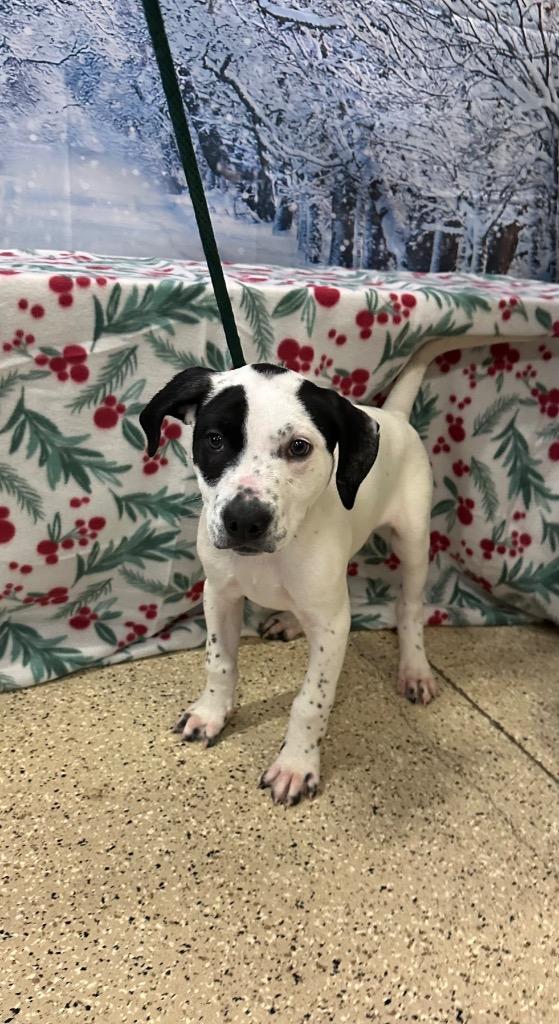 Enlarge Snoopy, a Adoptable mixed breed in Newberg, OR image 1/1