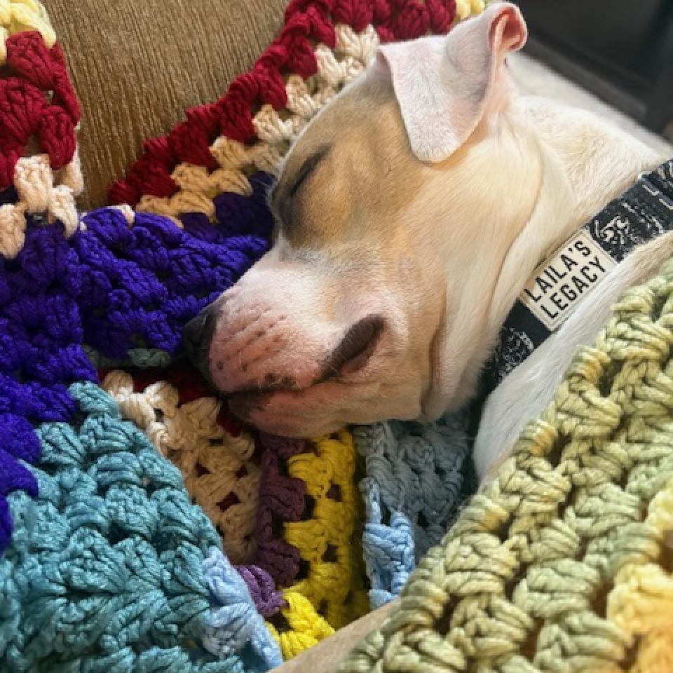 Enlarge Shiloh, a Adoptable mixed breed in Washington, DC image 1/6