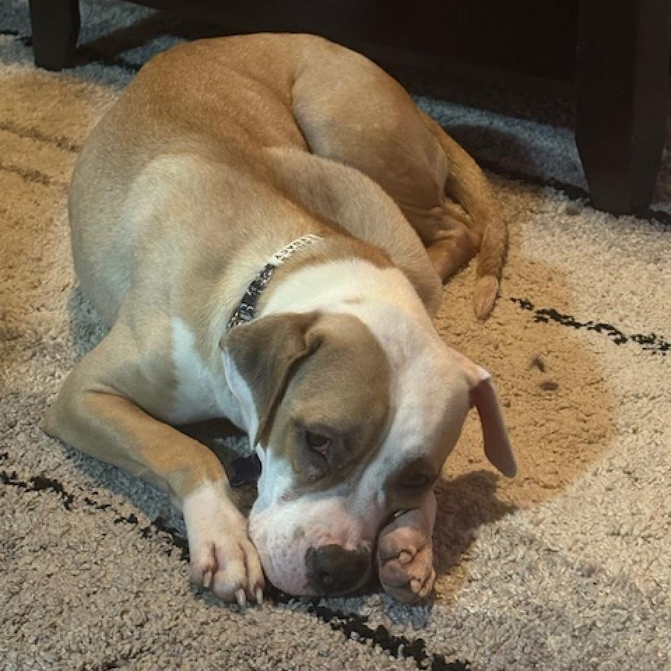 Enlarge Shiloh, a Adoptable mixed breed in Washington, DC image 1/6