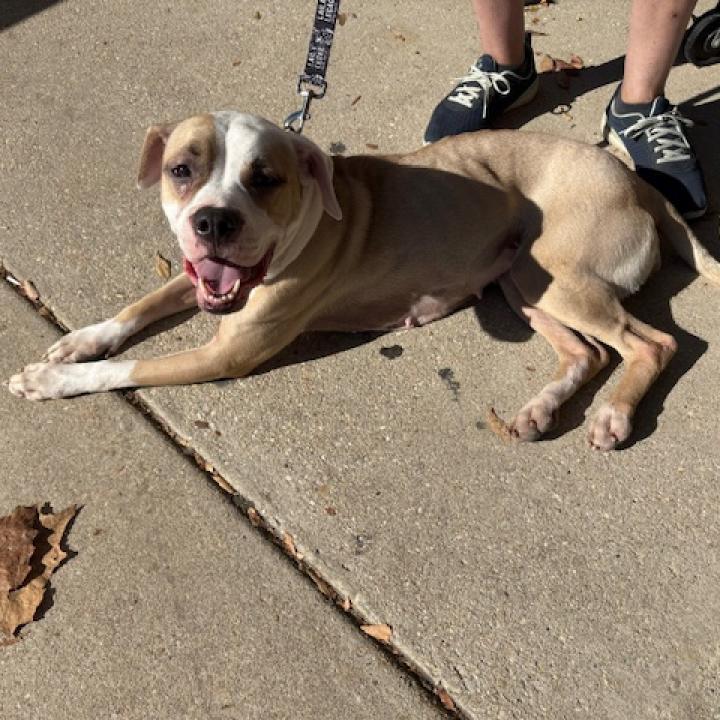 Enlarge Shiloh, a Adoptable mixed breed in Washington, DC image 2/6