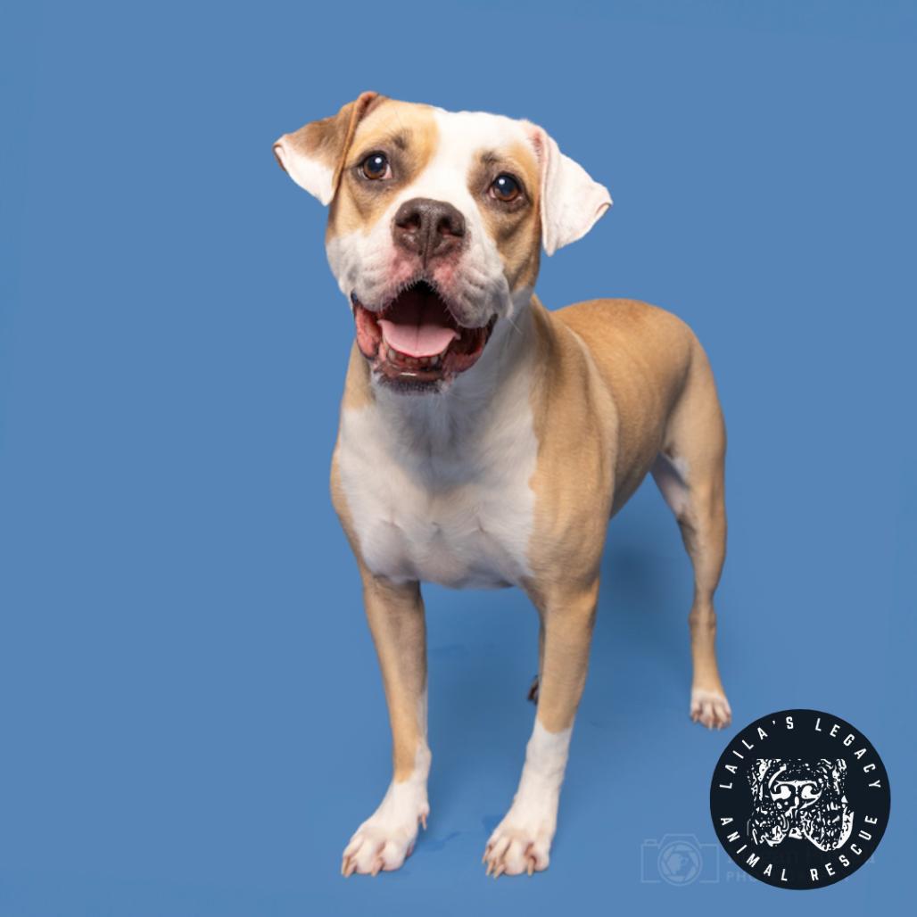 Enlarge Shiloh, a Adoptable mixed breed in Washington, DC image 3/6