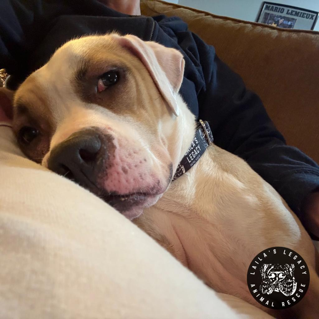 Enlarge Shiloh, a Adoptable mixed breed in Washington, DC image 3/6