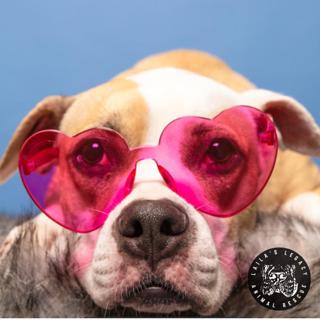 Enlarge Shiloh, a Adoptable mixed breed in Washington, DC image 4/6