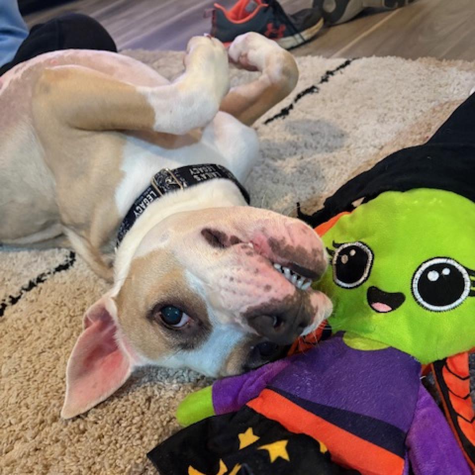 Enlarge Shiloh, a Adoptable mixed breed in Washington, DC image 4/6