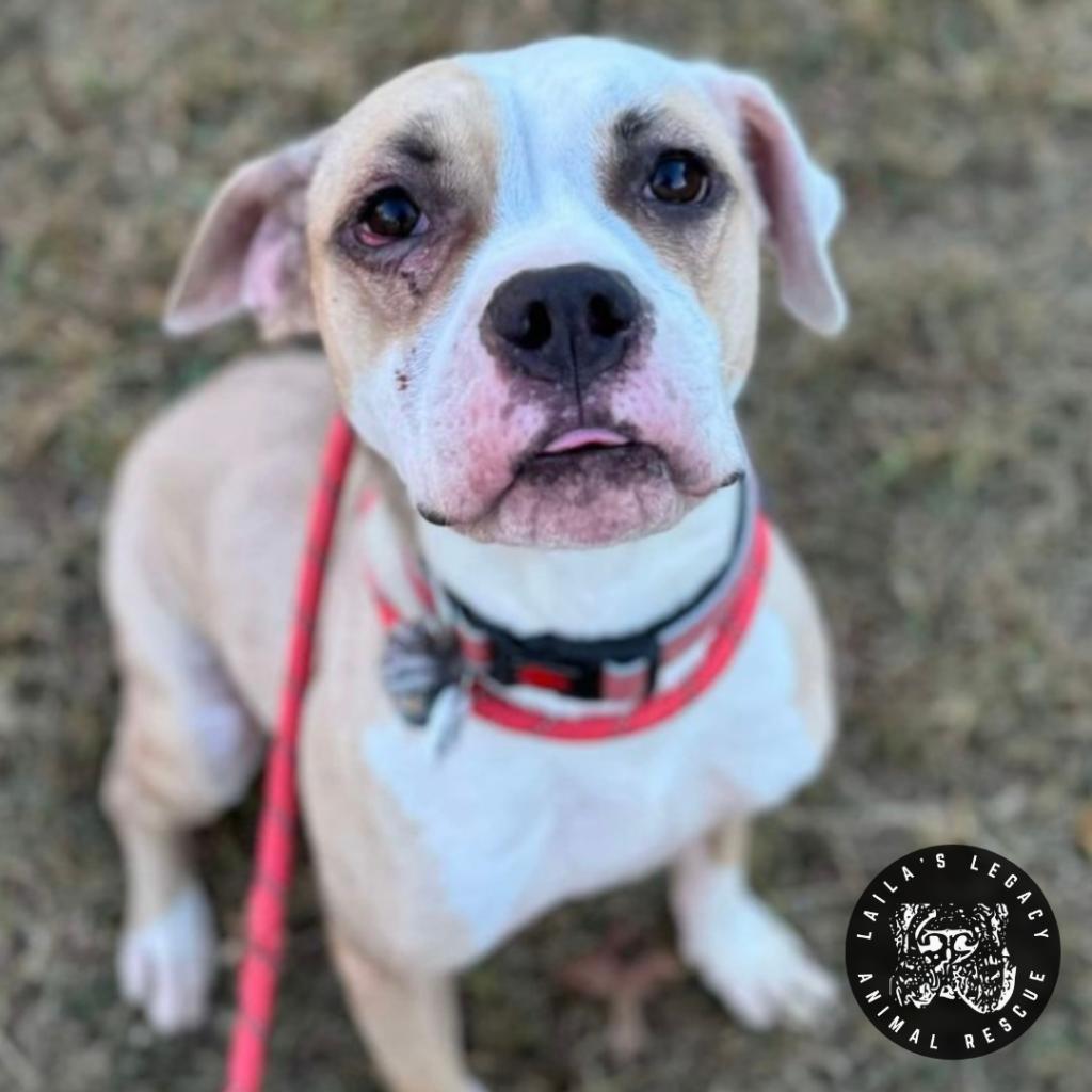 Enlarge Shiloh, a Adoptable mixed breed in Washington, DC image 6/6