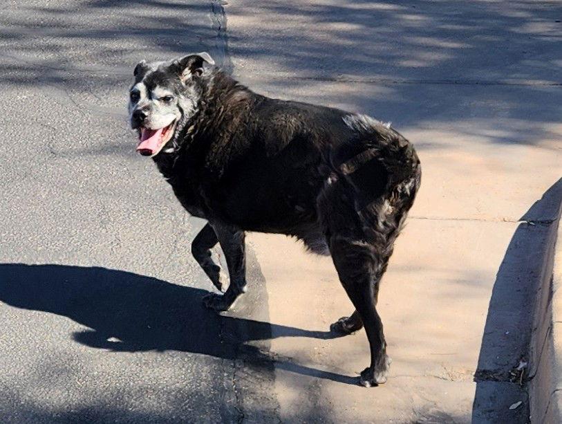 ERNIE, Adoptable, Senior Male Pug & Chihuahua.