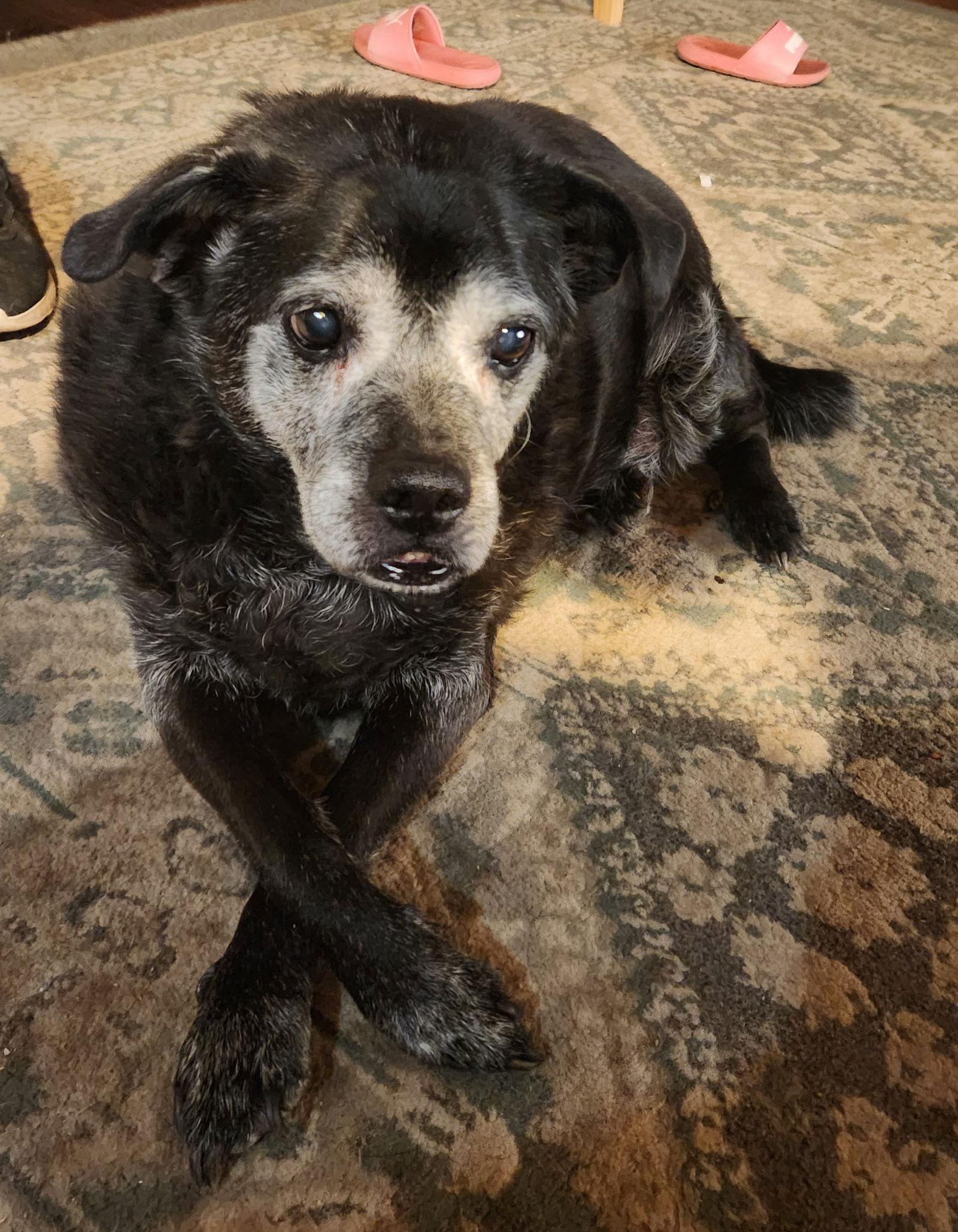 Enlarge ERNIE, a Adoptable mixed breed in Chandler, AZ image 2/3