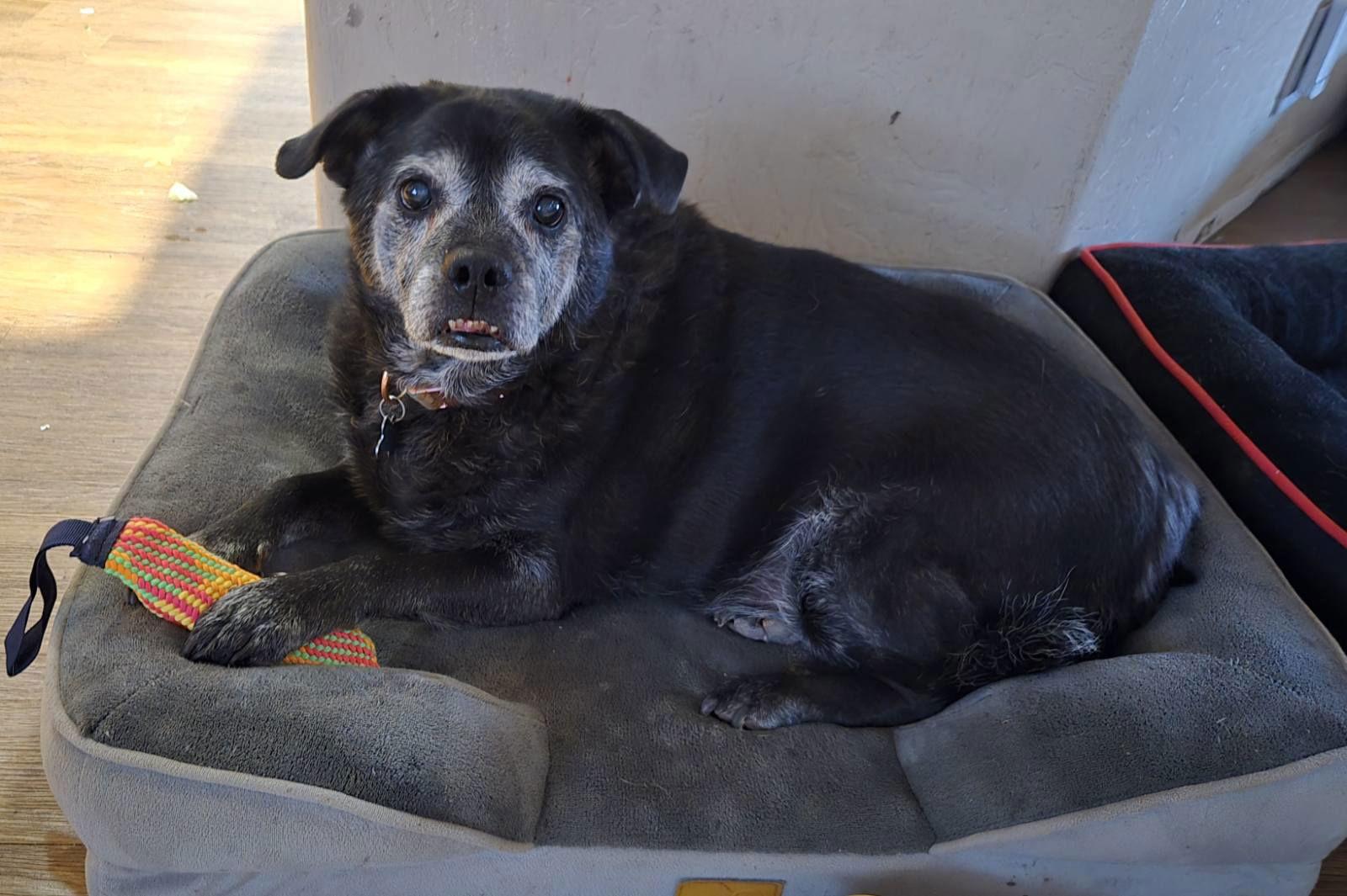 Enlarge ERNIE, a Adoptable mixed breed in Chandler, AZ image 3/3