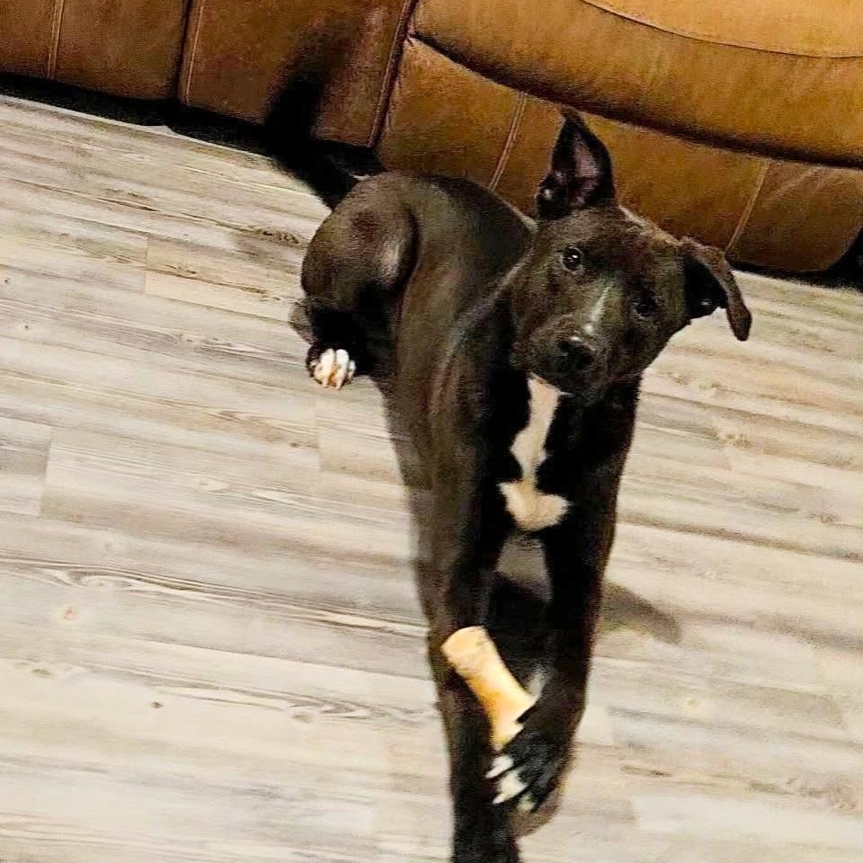 Enlarge Cole, a ADOPTABLE mixed breed in Houston, TX image 2/5