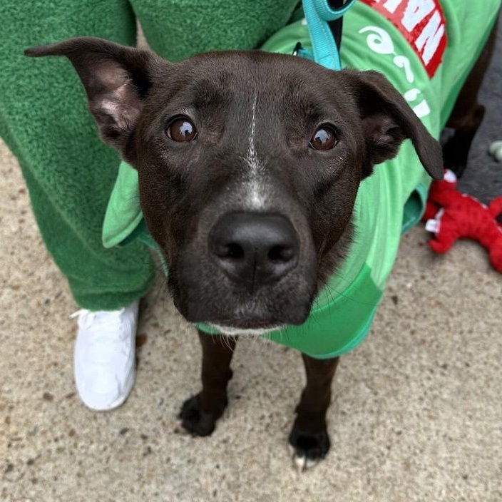 Enlarge Cole, a ADOPTABLE mixed breed in Houston, TX image 3/5