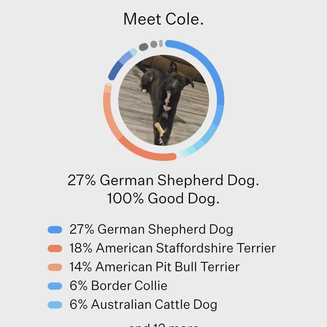 Enlarge Cole, a ADOPTABLE mixed breed in Houston, TX image 5/5