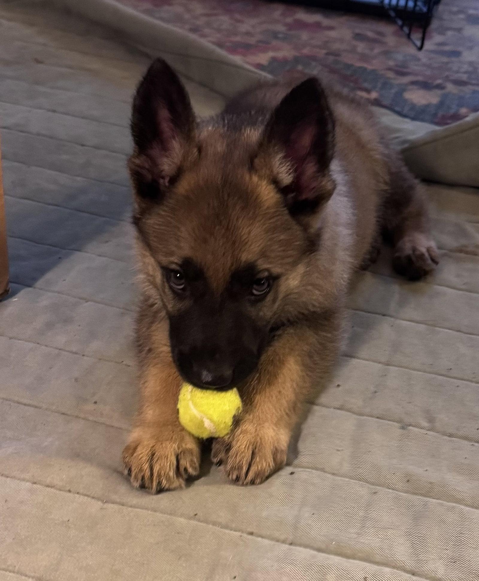 Buddy 7315, Adoptable, Puppy Male German Shepherd Dog.