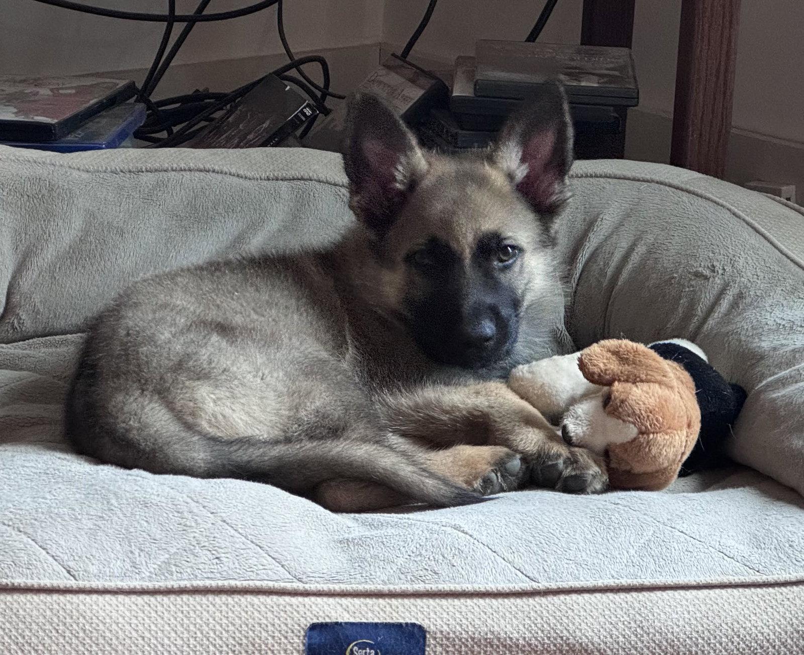Enlarge Buddy 7315, a Adoptable German Shepherd Dog in Centreville, VA image 2/3