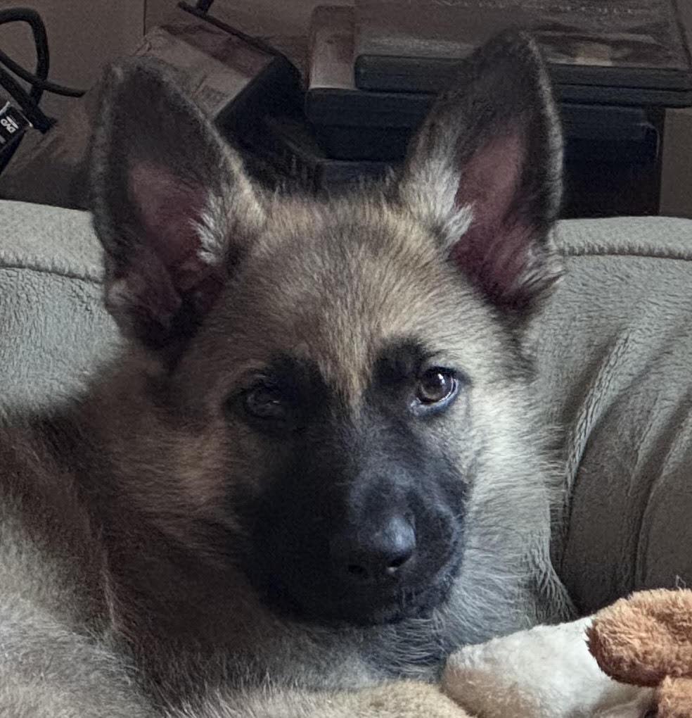 Enlarge Buddy 7315, a Adoptable German Shepherd Dog in Centreville, VA image 3/3