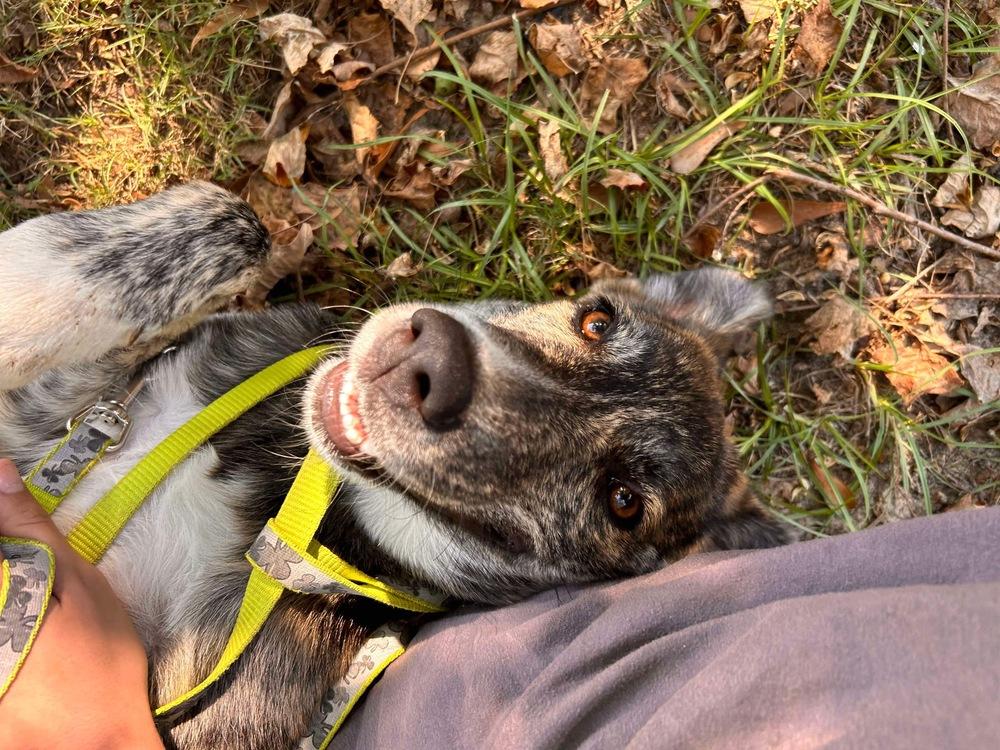 Pumpkin, a Adoptable mixed breed in Troy, AL image 1/3