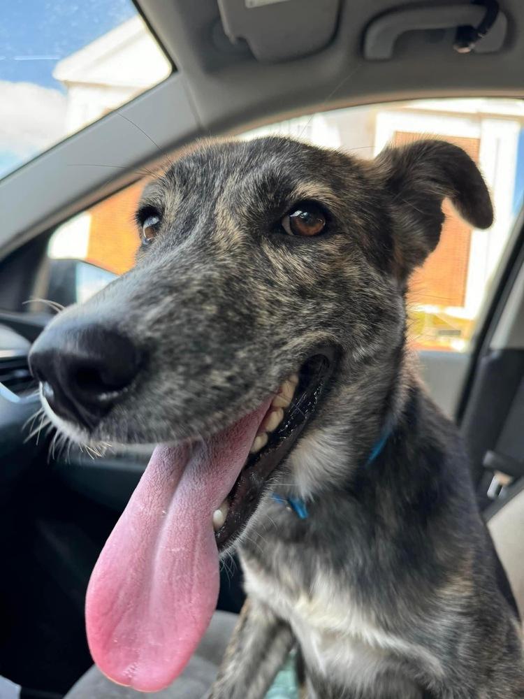 Pumpkin, a Adoptable mixed breed in Troy, AL image 2/3