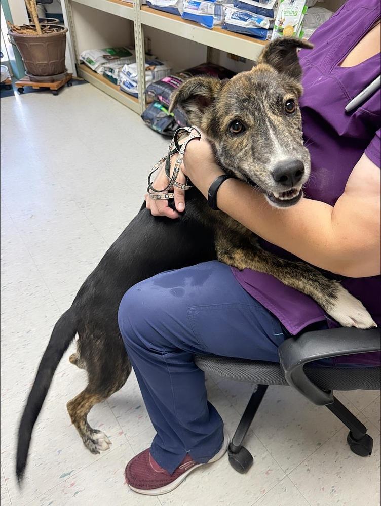 Pumpkin, a Adoptable mixed breed in Troy, AL image 3/3