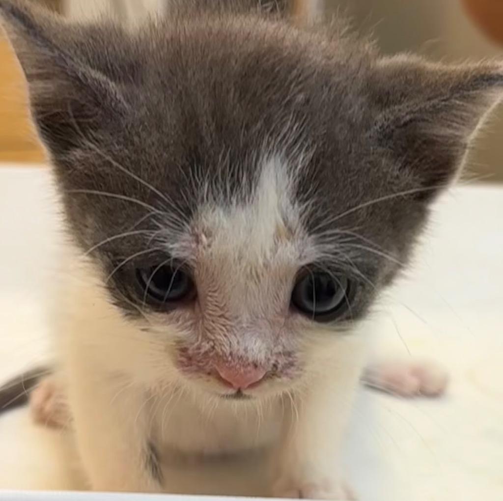 BUCKY, Adoptable, Kitten Male Domestic Short Hair.