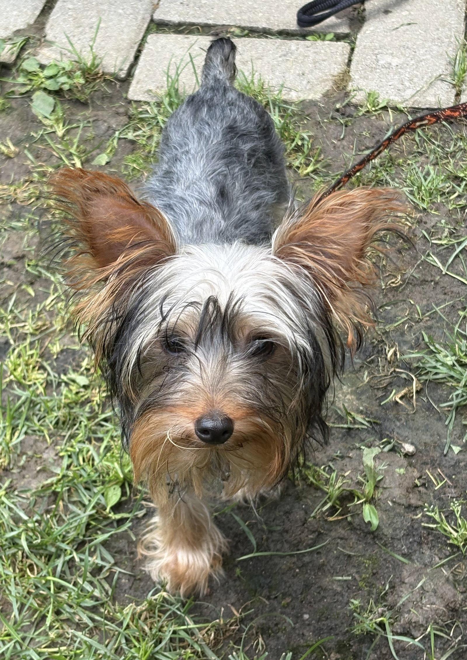 Johnnie 3784, Adoptable, Puppy Male Yorkshire Terrier.