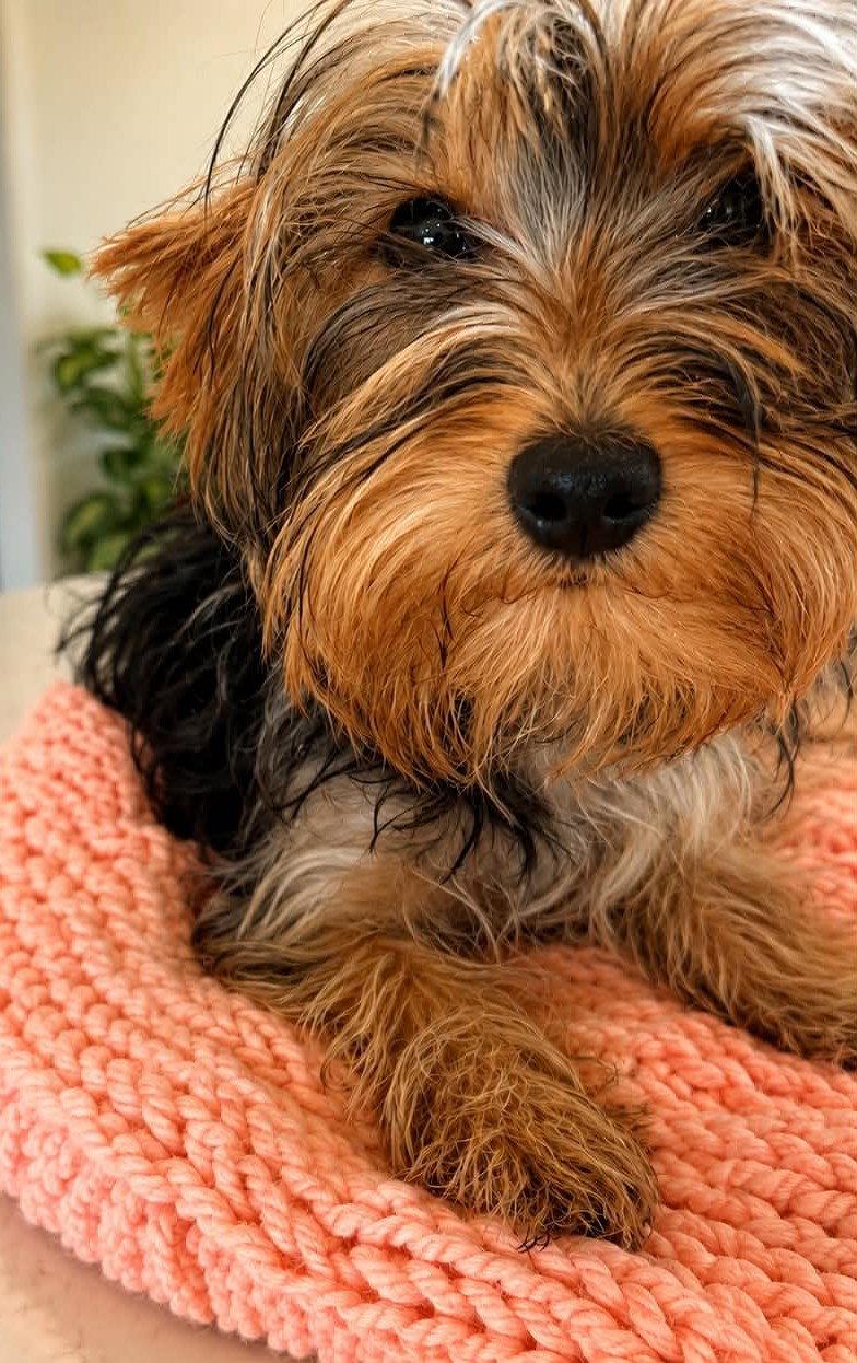 Enlarge Johnnie 3784, a Adoptable Yorkshire Terrier in Pickering, ON image 2/3