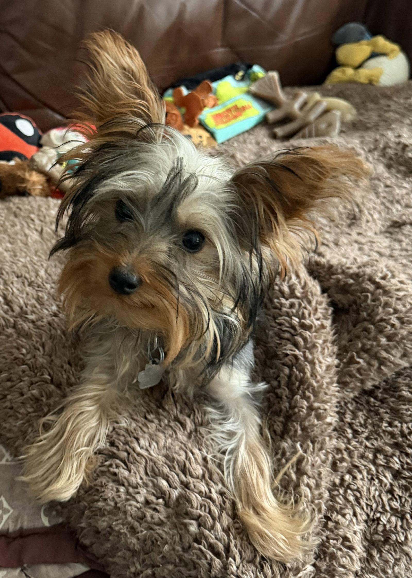 Enlarge Johnnie 3784, a Adoptable Yorkshire Terrier in Pickering, ON image 3/3