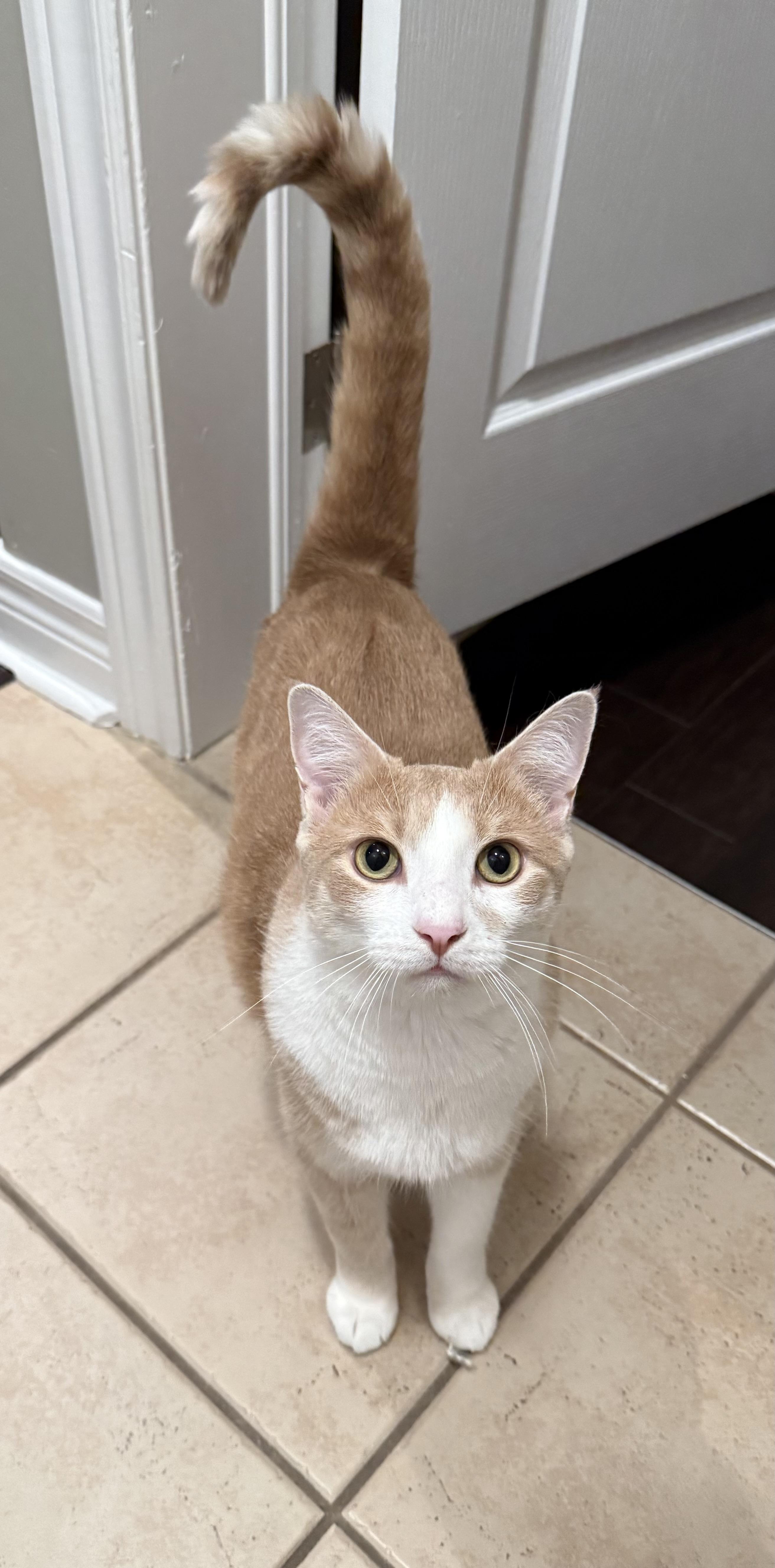 Harry, Adopted, Young Male Domestic Short Hair.