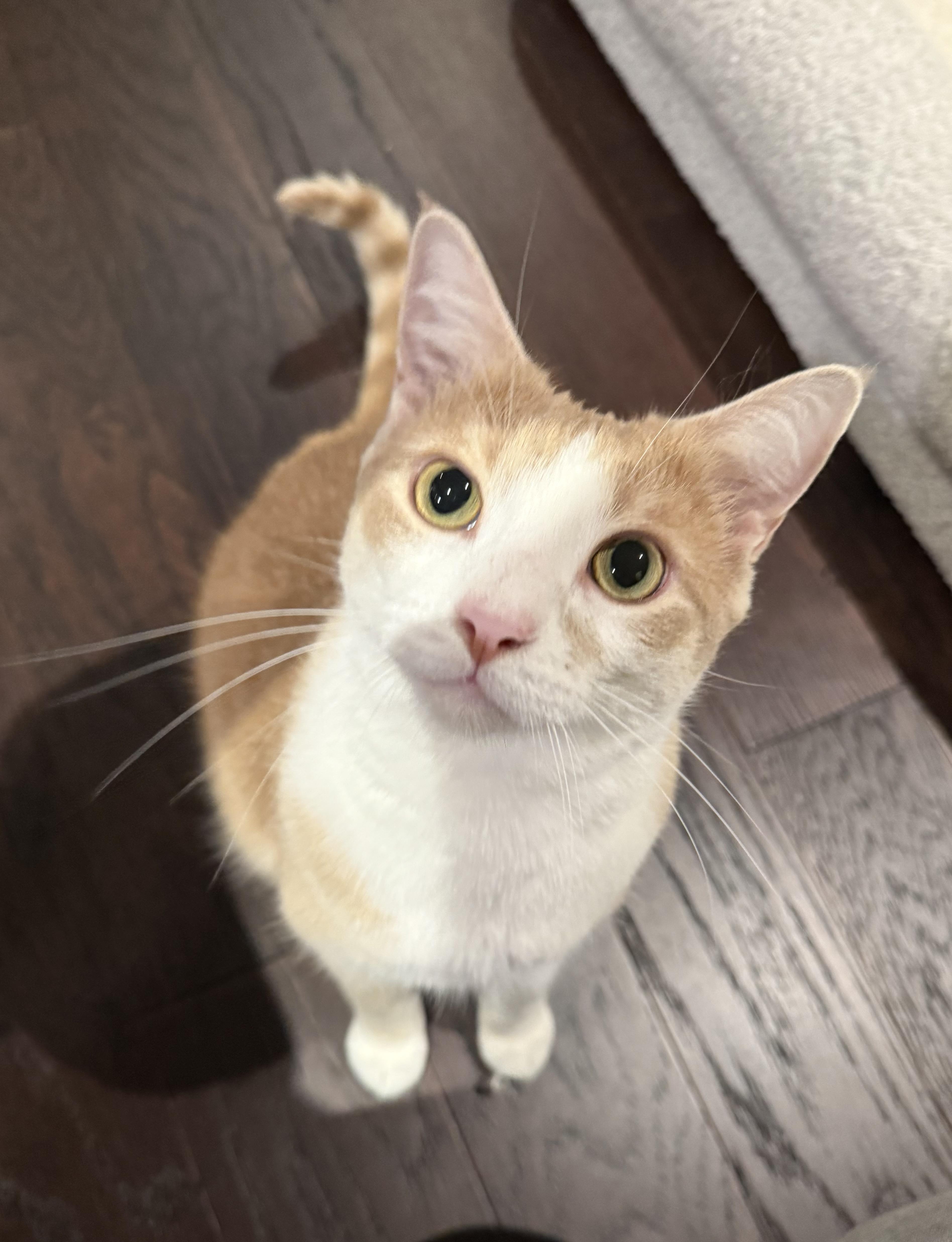 Enlarge Harry, a Adopted Domestic Short Hair in Hamilton, ON image 2/3