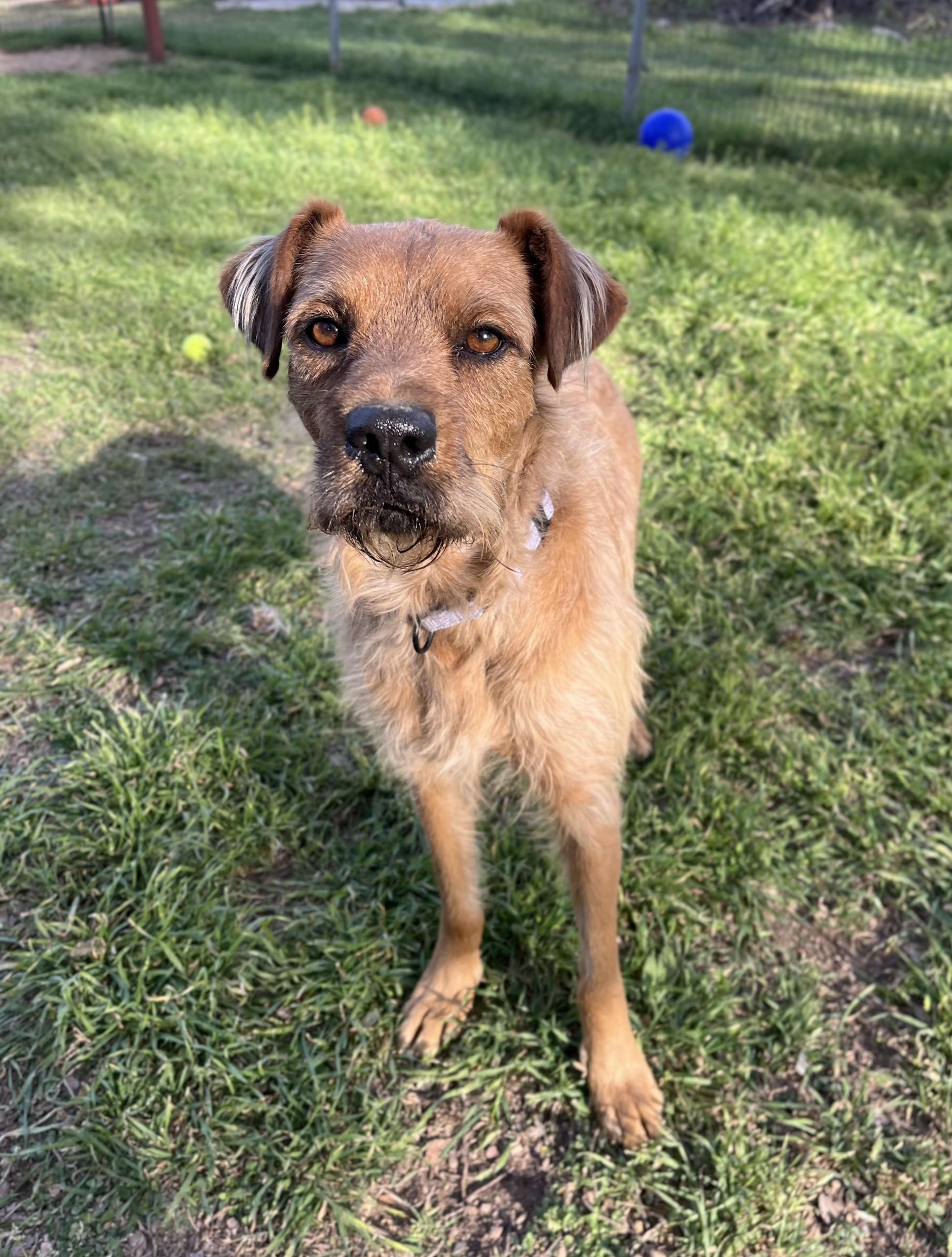 Benji, a Adoptable mixed breed in Bulverde, TX image 2/5