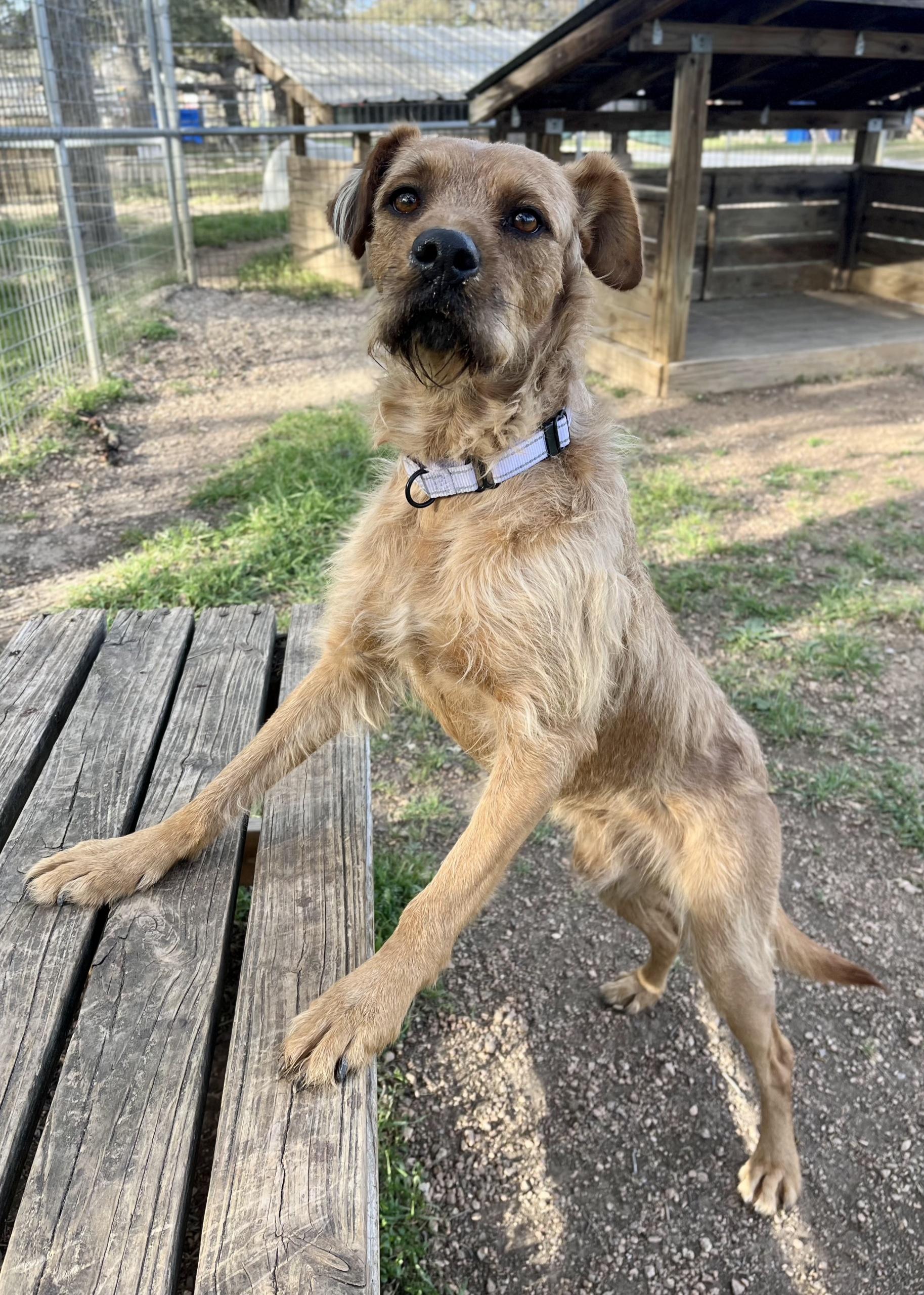 Benji, a Adoptable mixed breed in Bulverde, TX image 3/5