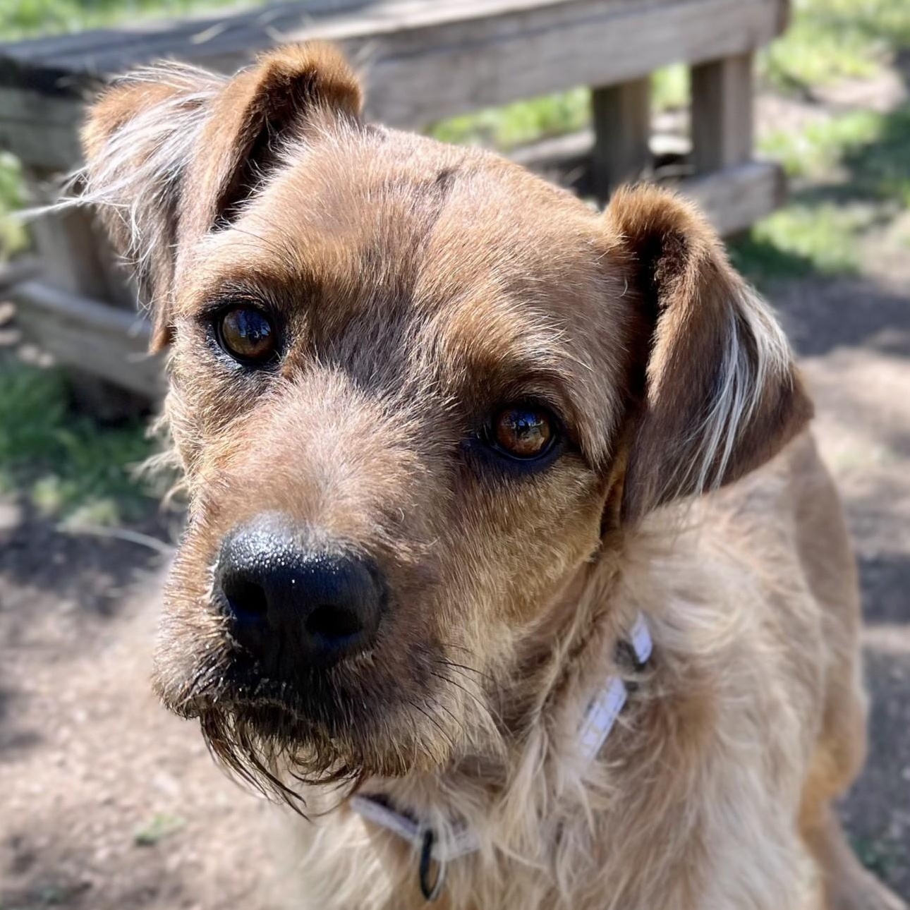 Benji, Adoptable, Adult Male Terrier.