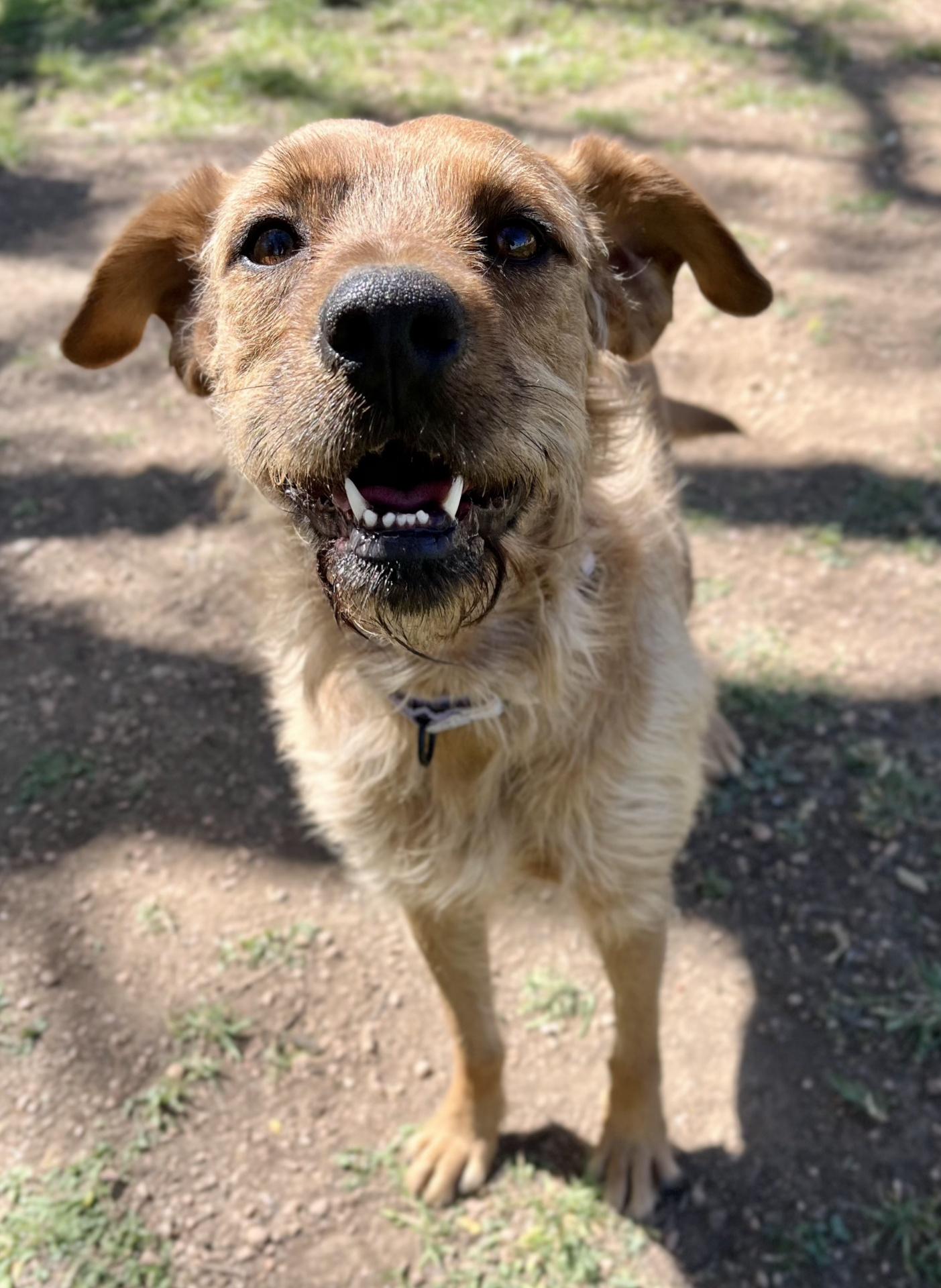 Benji, a Adoptable mixed breed in Bulverde, TX image 4/5