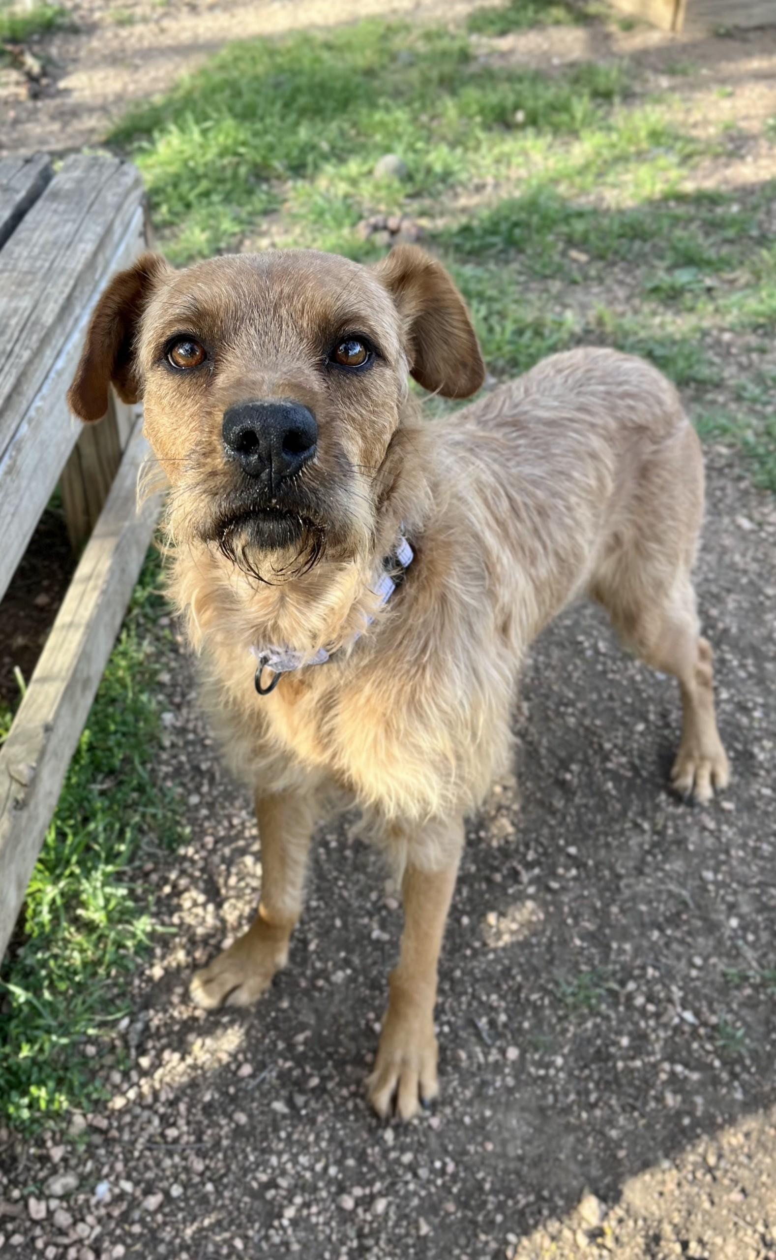 Benji, a Adoptable mixed breed in Bulverde, TX image 5/5