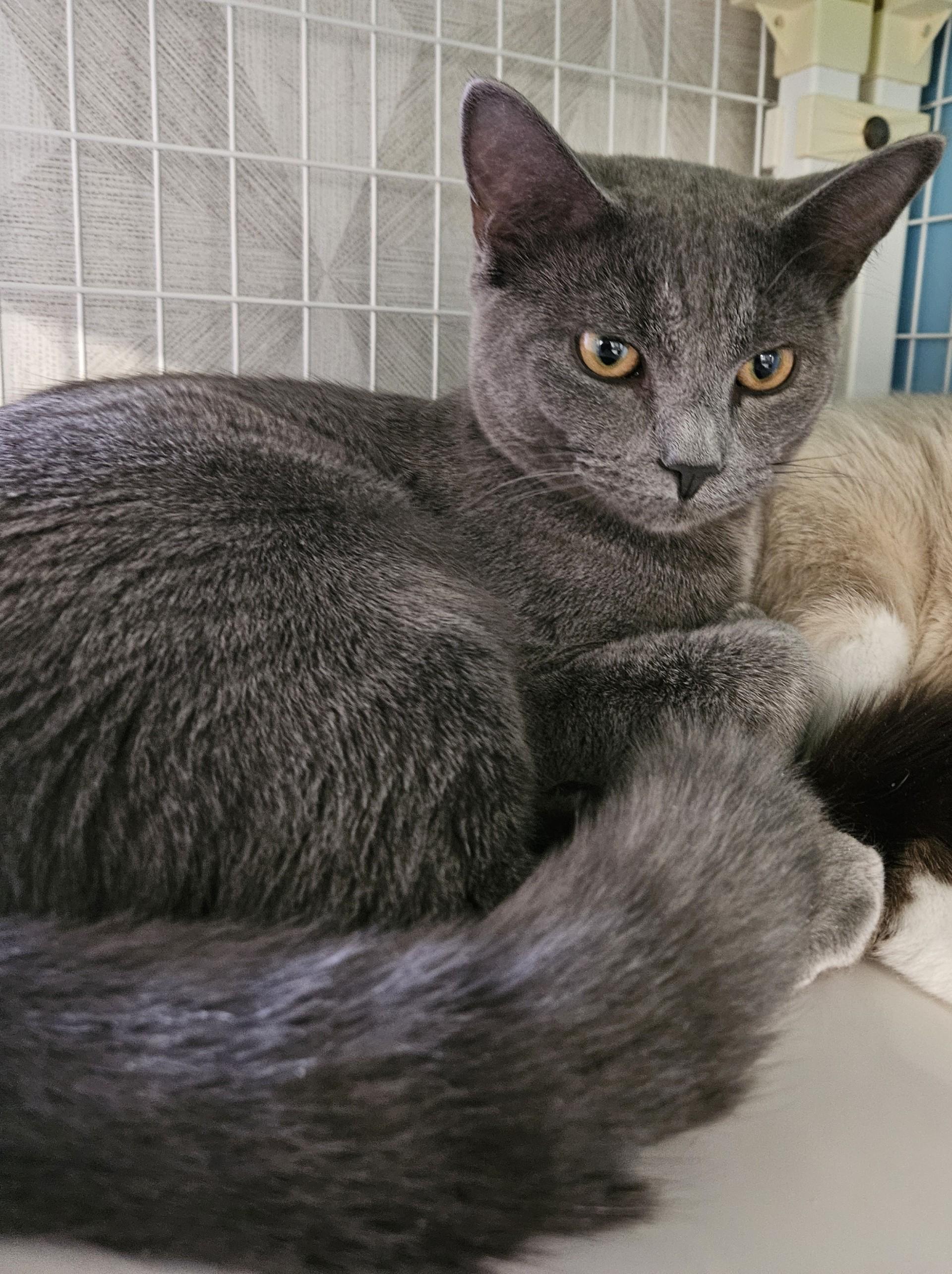 Enlarge Crofts, a ADOPTABLE Domestic Short Hair in Claremont, NH image 1/1