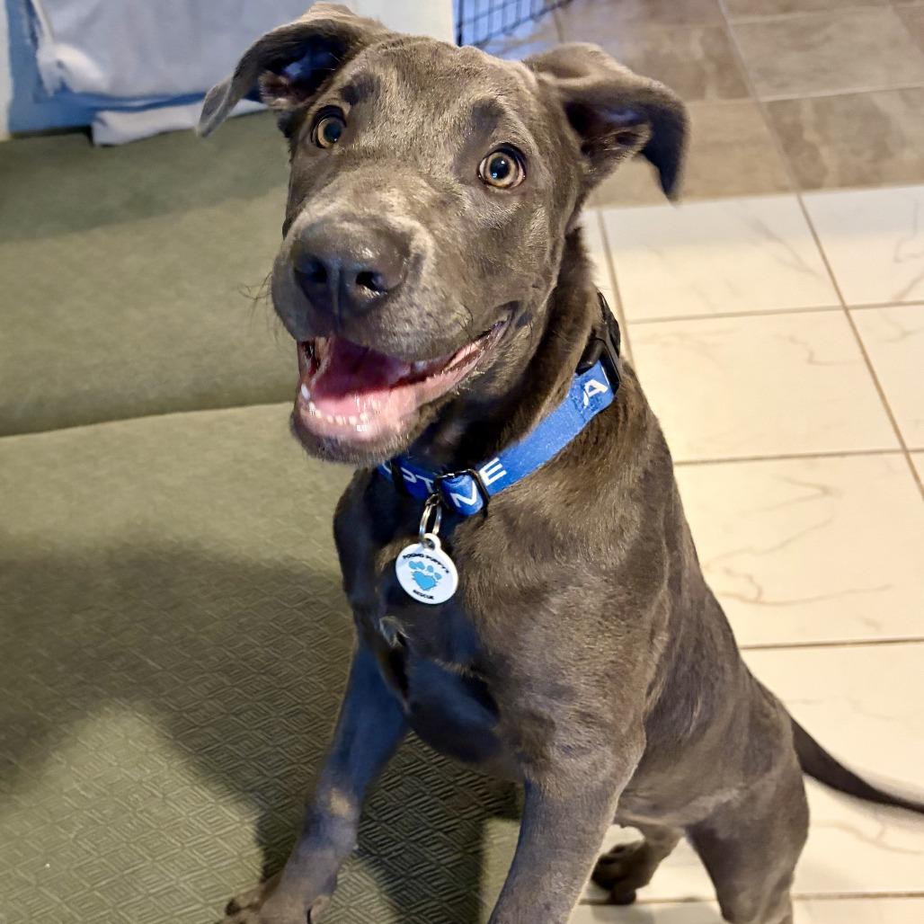 Enlarge Tigger, a Adoptable mixed breed in Chandler, AZ image 2/4