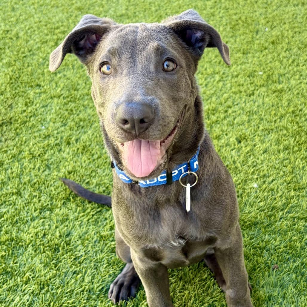 Enlarge Tigger, a Adoptable mixed breed in Chandler, AZ image 3/4