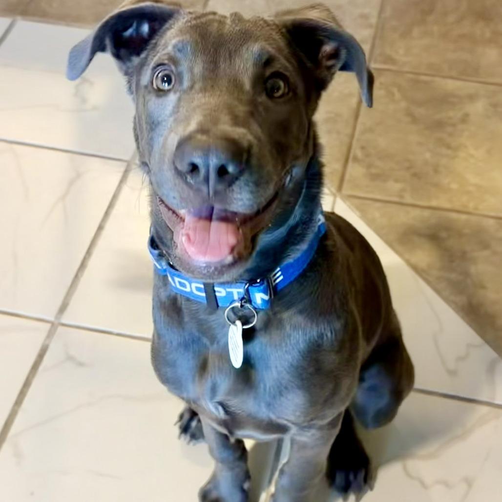 Enlarge Tigger, a Adoptable mixed breed in Chandler, AZ image 4/4