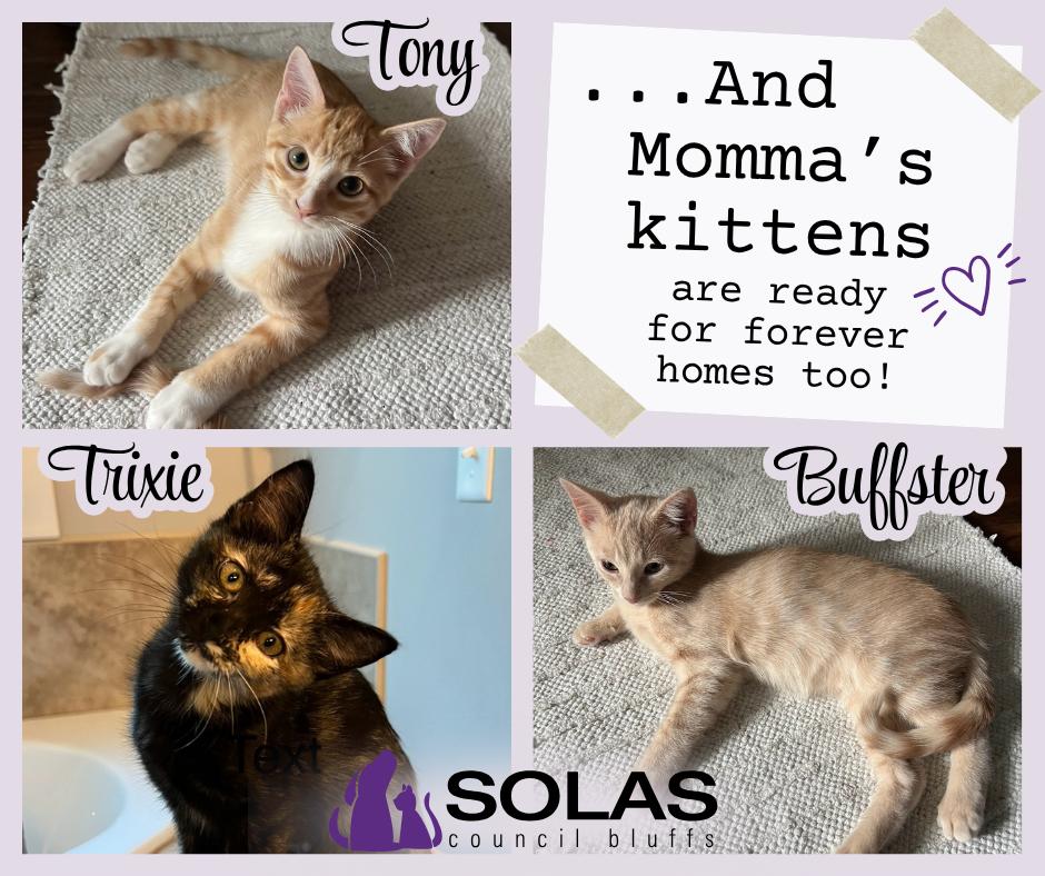 Trixie- PA, Adoptable, Kitten Female Domestic Short Hair.