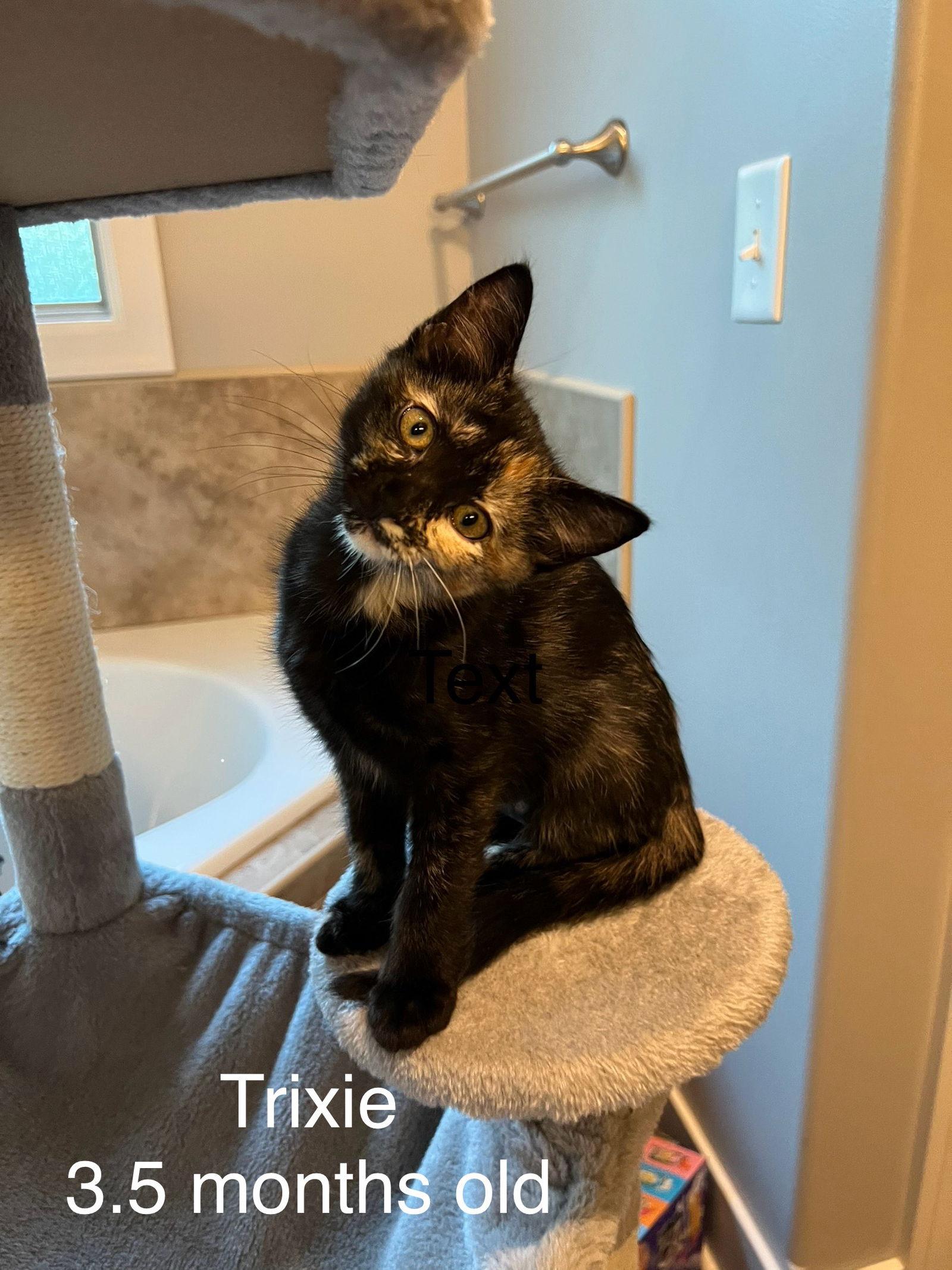 Trixie- PA, a Adoptable Domestic Short Hair in Council Bluffs, IA image 2/2