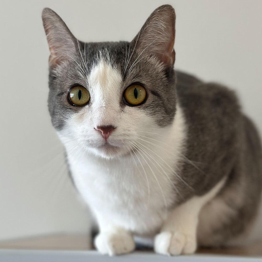 Enlarge Jonquil, a Adoptable Domestic Short Hair in Port Washington, NY image 1/1