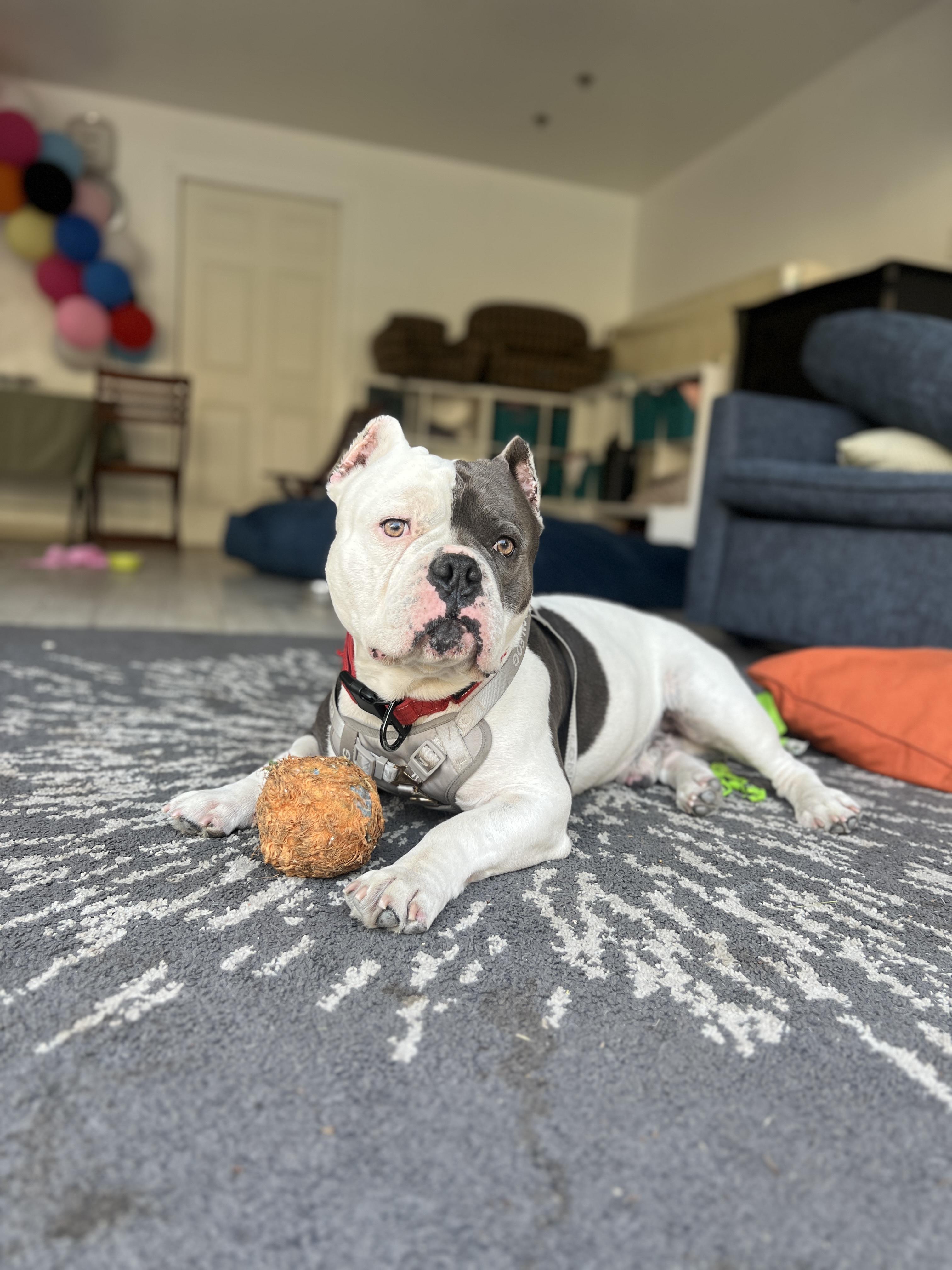 London, ADOPTABLE, Young Male American Staffordshire Terrier.