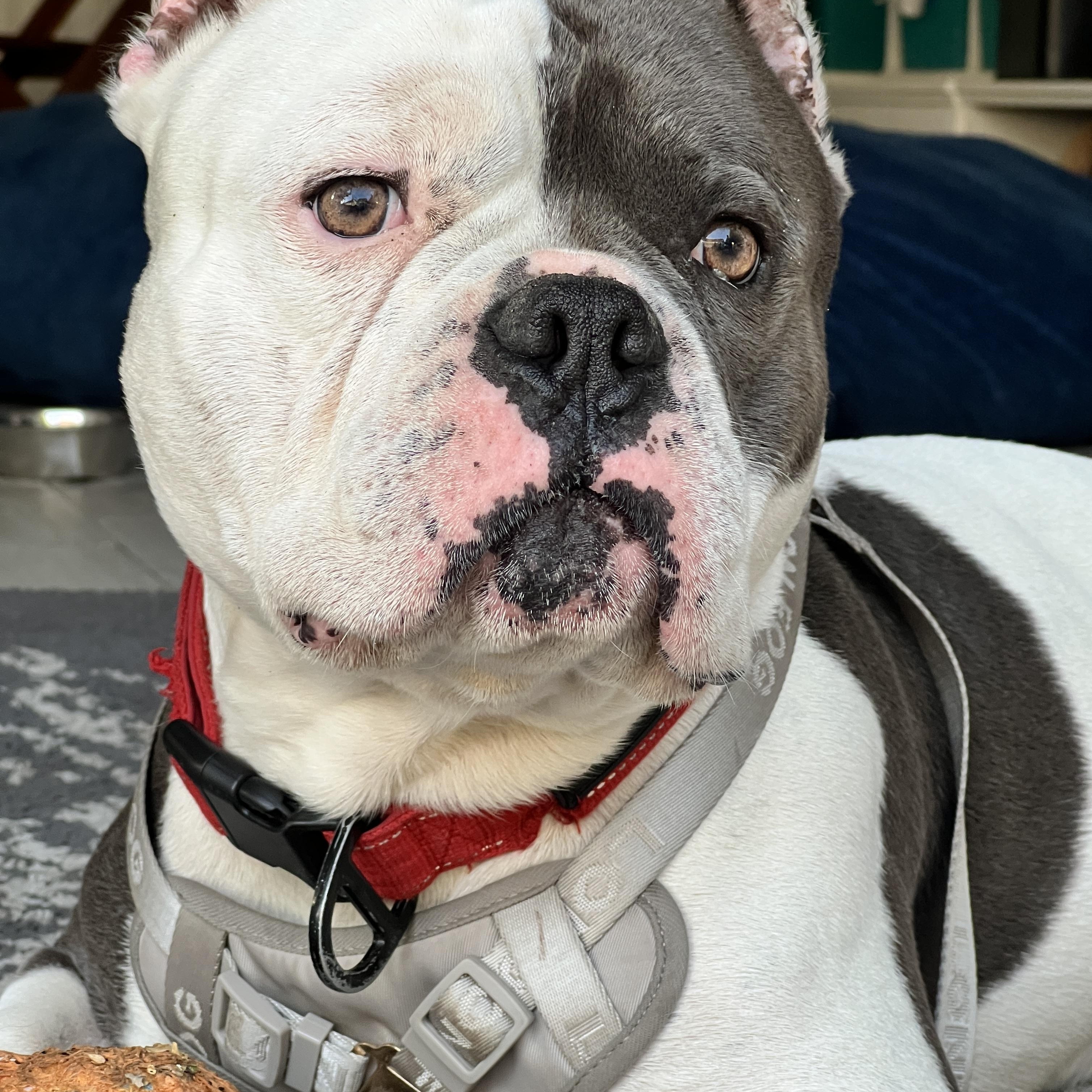 London, a ADOPTABLE mixed breed in Marina Del Rey, CA image 2/5