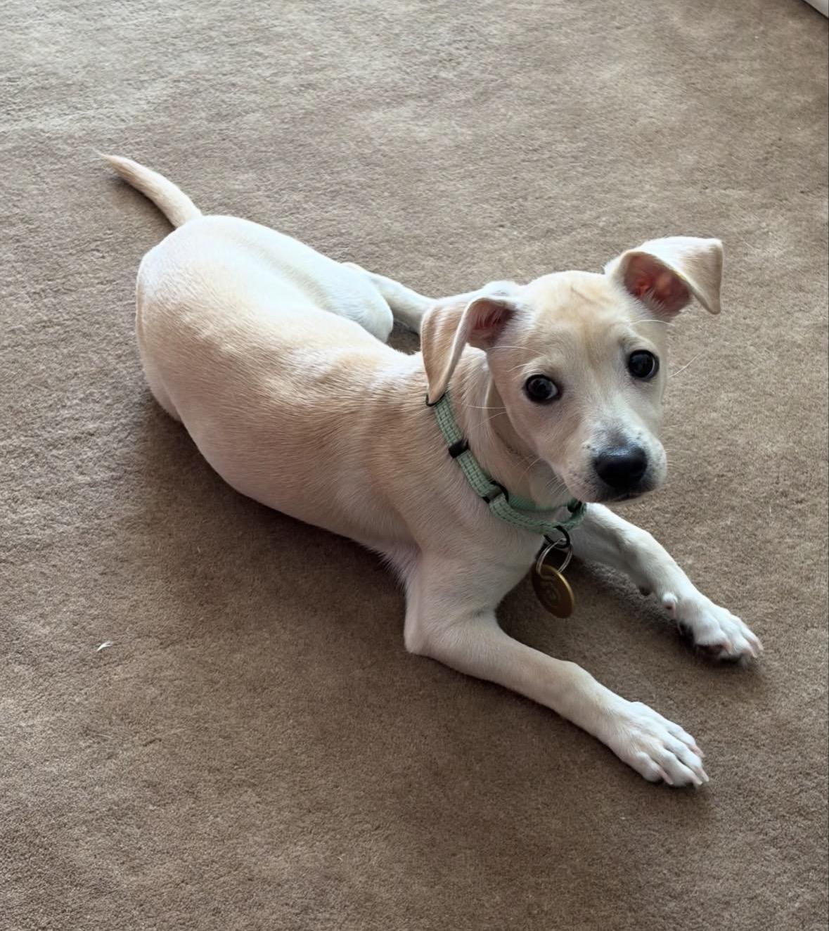 Jenna, ADOPTABLE, Puppy Female Chihuahua.