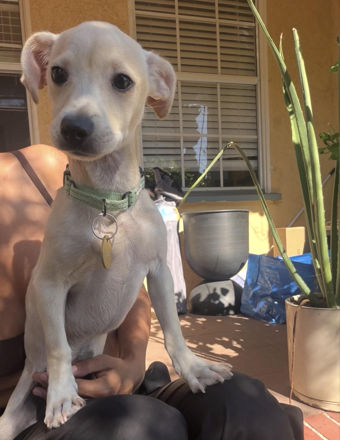 Jenna, a ADOPTABLE mixed breed in Pasadena, CA image 5/5