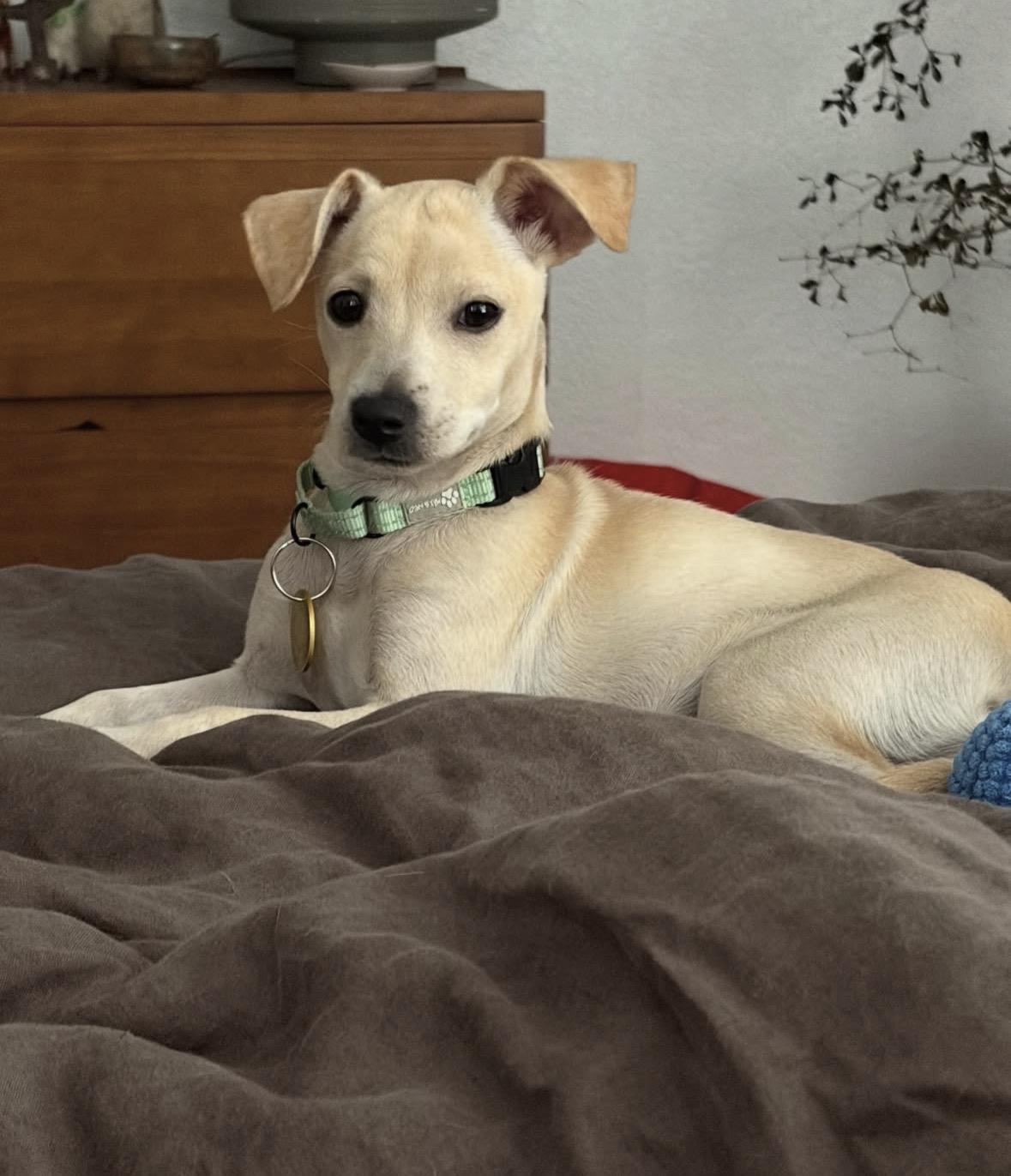 Jenna, a ADOPTABLE mixed breed in Pasadena, CA image 3/5