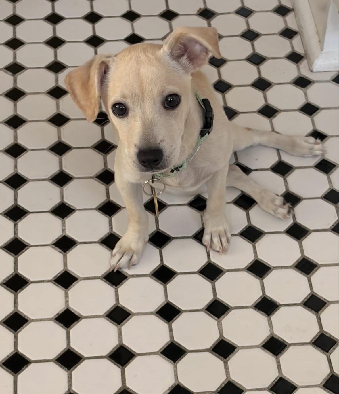 Jenna, a ADOPTABLE mixed breed in Pasadena, CA image 4/5