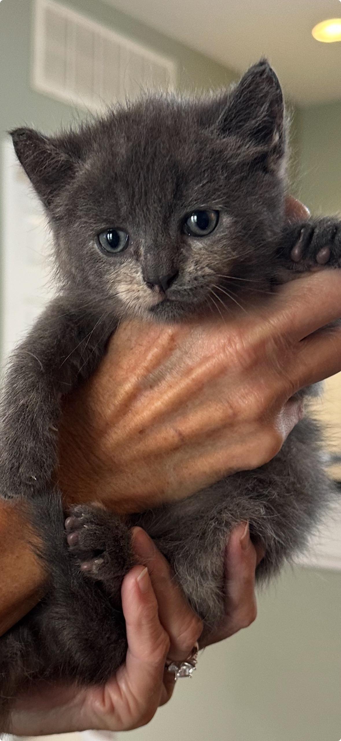 Enlarge Nico (& Nadia), a Adopted Russian Blue in Wimauma, FL image 2/6