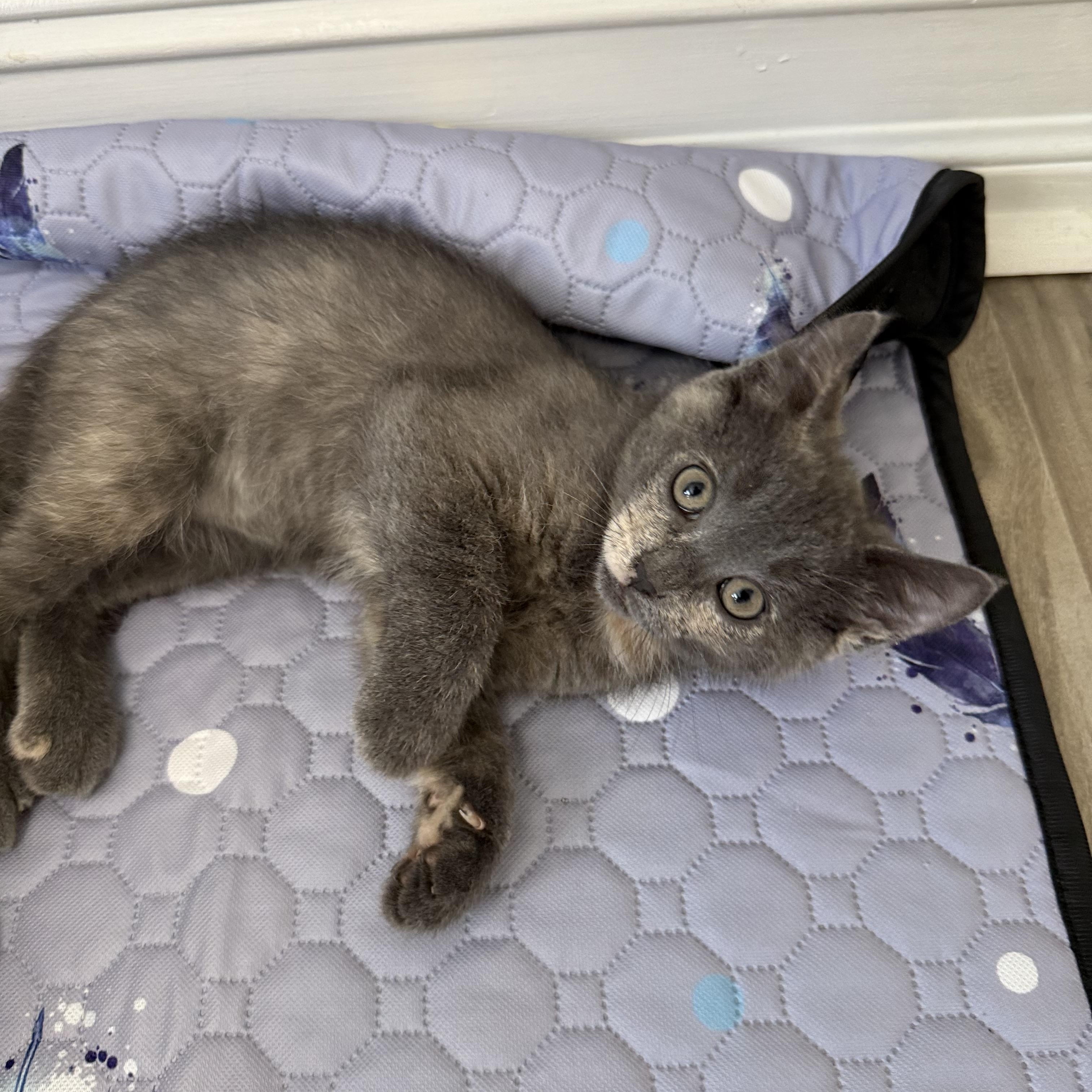 Enlarge Nico (& Nadia), a Adopted Russian Blue in Wimauma, FL image 3/6