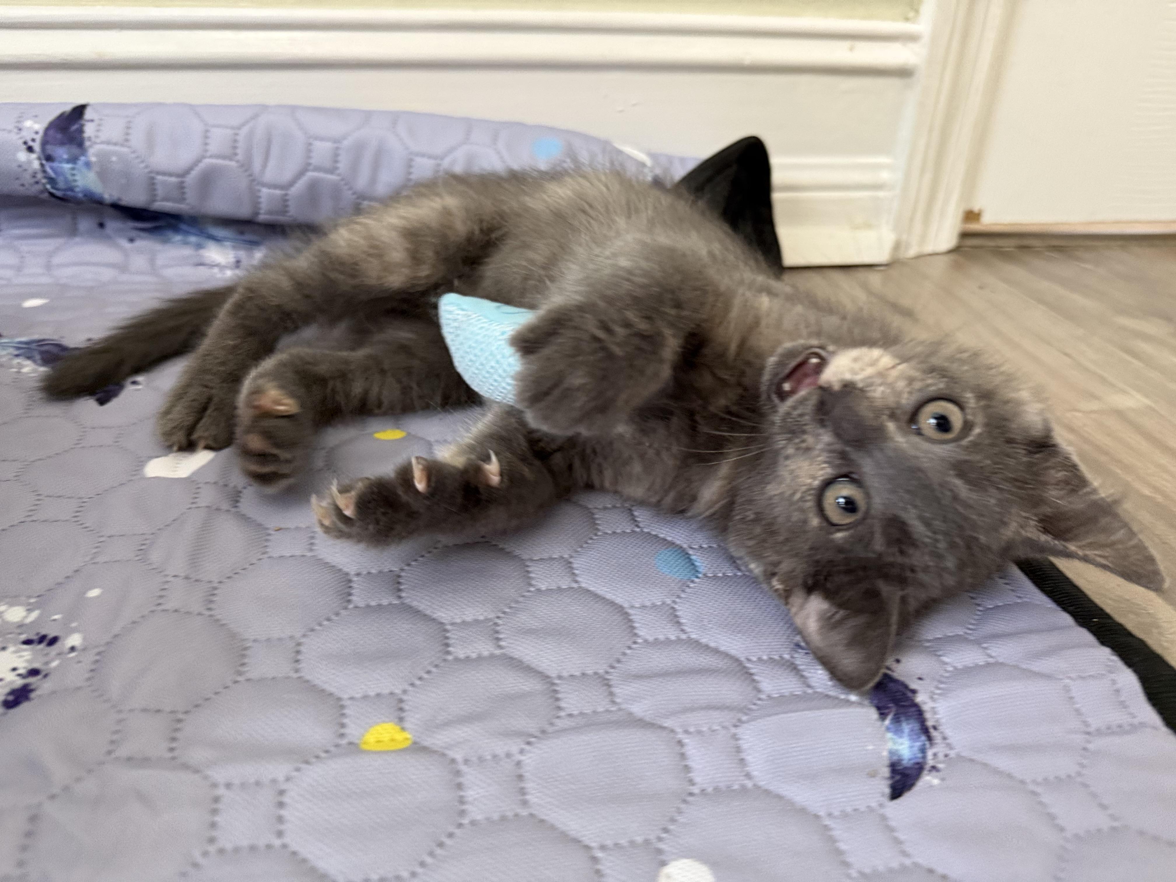 Enlarge Nico (& Nadia), a Adopted Russian Blue in Wimauma, FL image 4/6